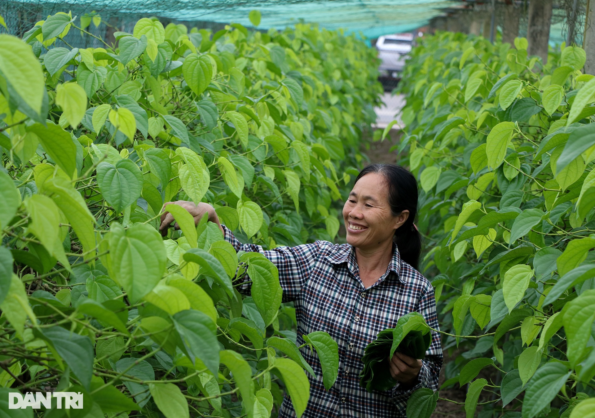 Làm giàu với loại cây bán vài nghìn đồng/lá, ra Tết là thời điểm hốt bạc - 2 Làm giàu với loại cây bán vài nghìn đồng/lá, ra Tết là thời điểm hốt bạc - 2