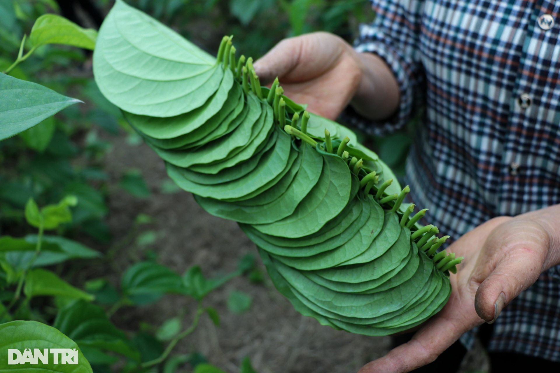 Làm giàu với loại cây bán vài nghìn đồng/lá, ra Tết là thời điểm hốt bạc - 4 Làm giàu với loại cây bán vài nghìn đồng/lá, ra Tết là thời điểm hốt bạc - 4
