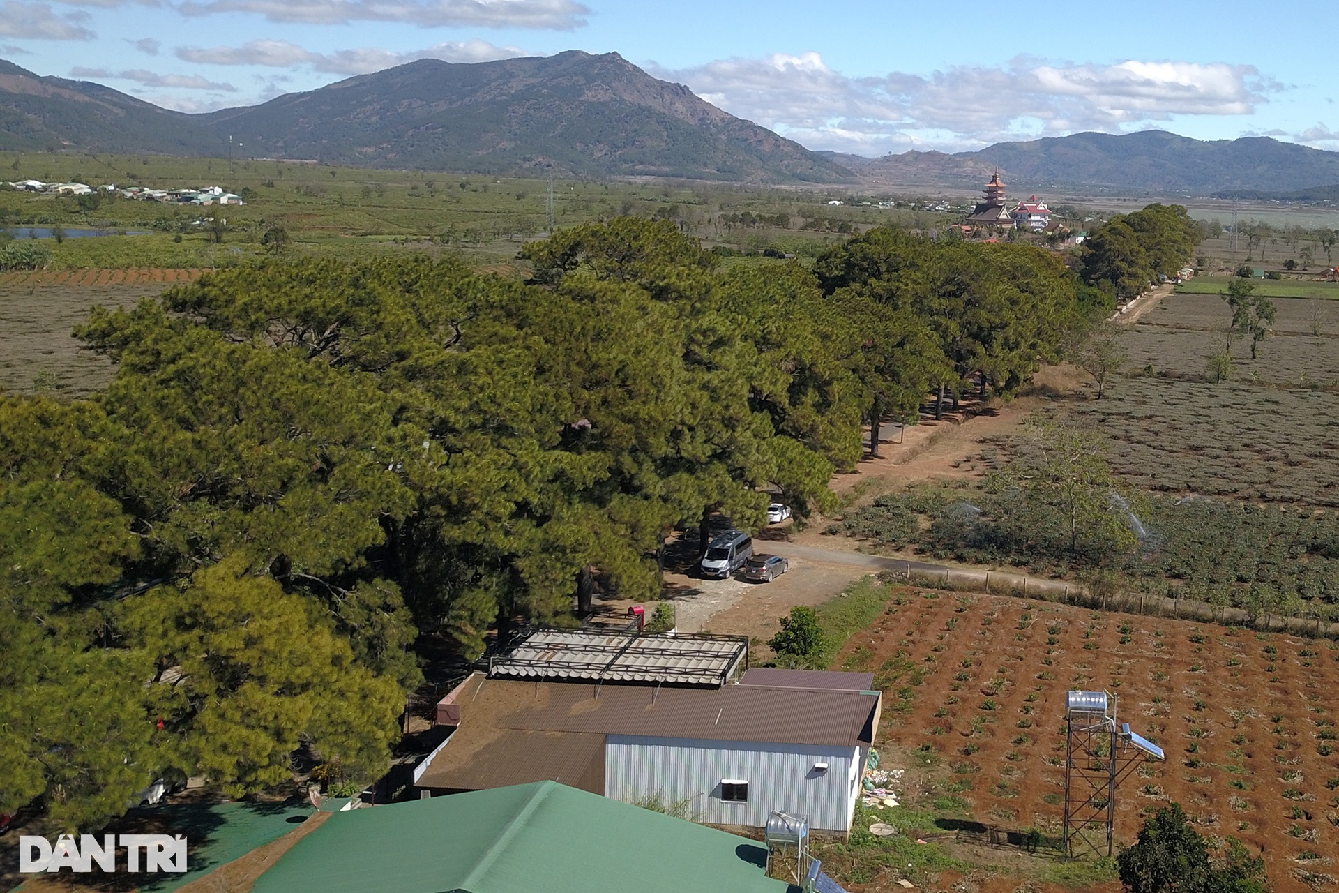 Beautiful romantic hundred-year-old pine forest attracts visitors to check-in in Gia Lai - 1