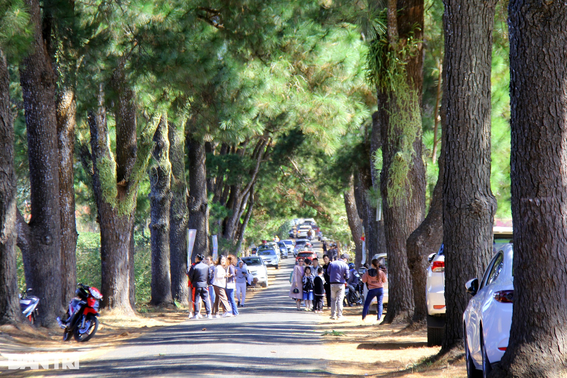 Beautiful romantic hundred-year-old pine forest attracts visitors to check-in in Gia Lai - 3
