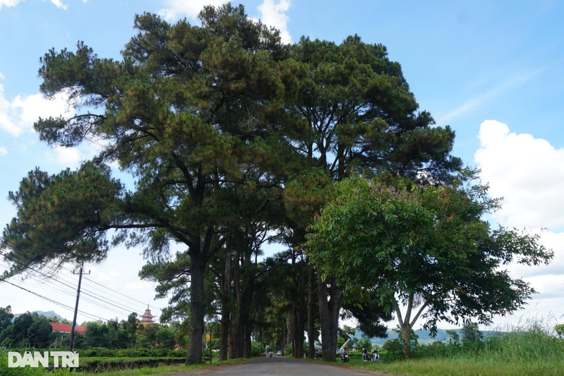 Beautiful romantic hundred-year-old pine forest attracts visitors to check-in in Gia Lai - 2