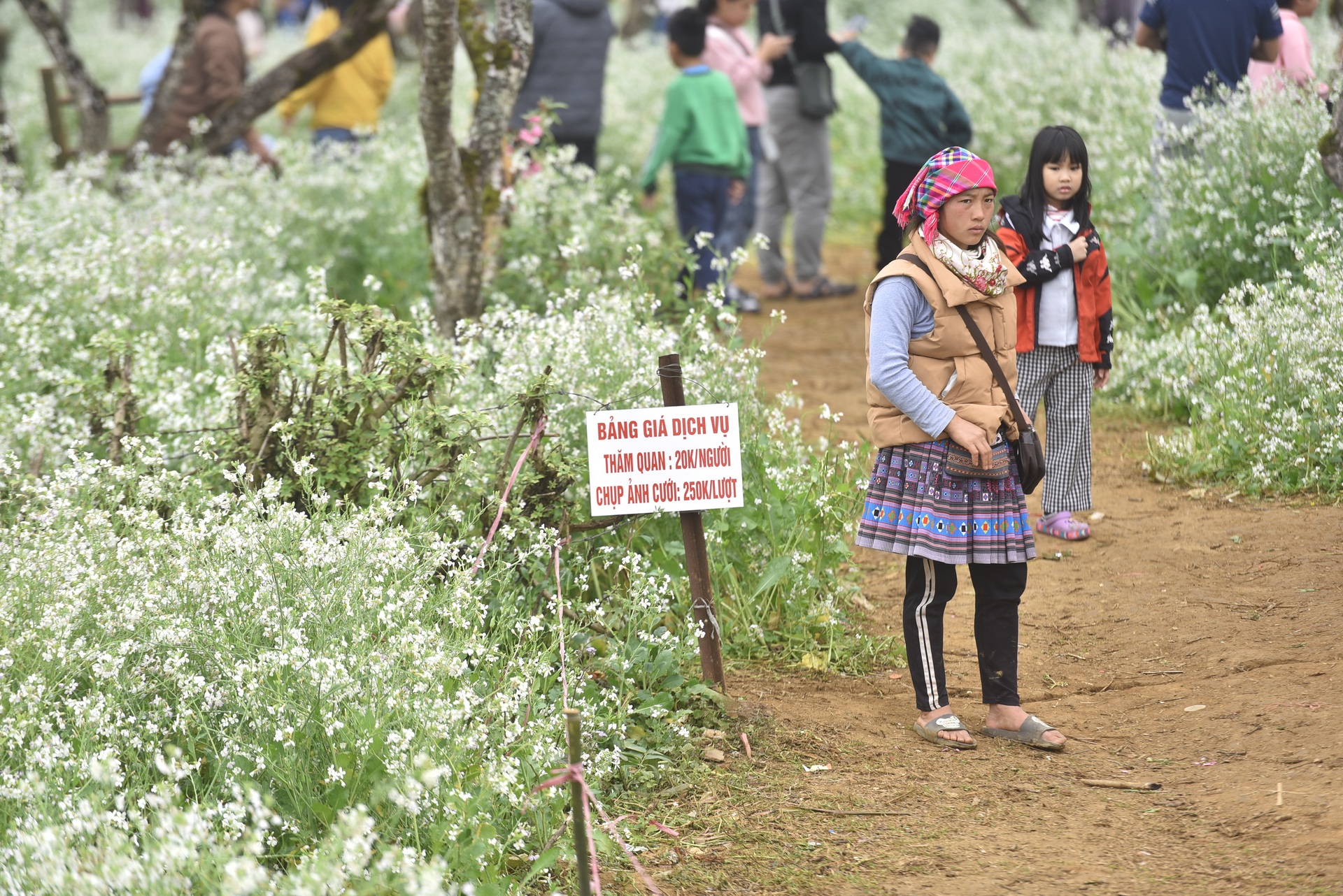 Sowing seeds aimlessly in a plum garden, the owner of Son La garden earns millions every day - 6