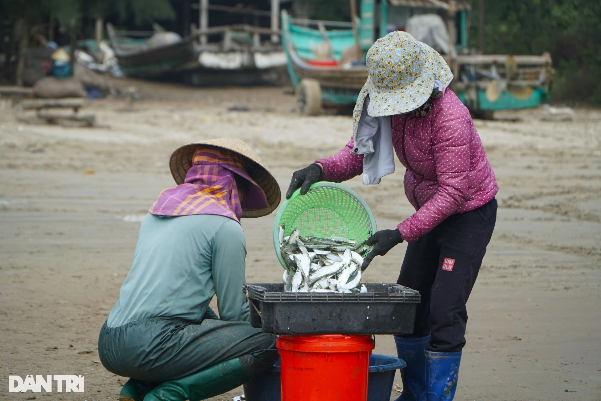 Mỏi tay gỡ cá trích, ngư dân kiếm nửa triệu đồng mỗi ngày - 9 Mỏi tay gỡ cá trích, ngư dân kiếm nửa triệu đồng mỗi ngày - 9