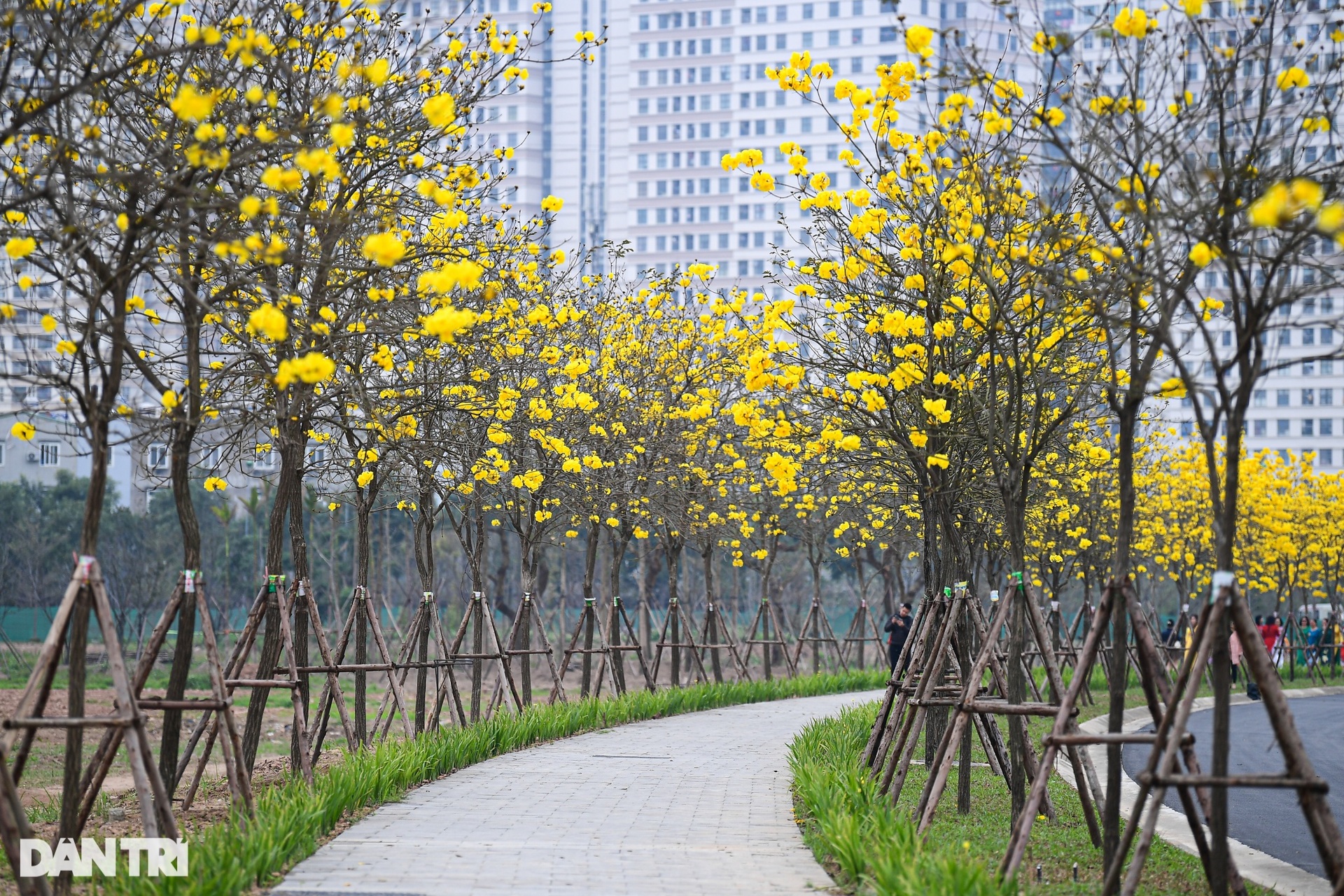 Cung đường hoa vàng nổi nhất Hà Nội thu hút đông người chụp ảnh, check-in - 1
