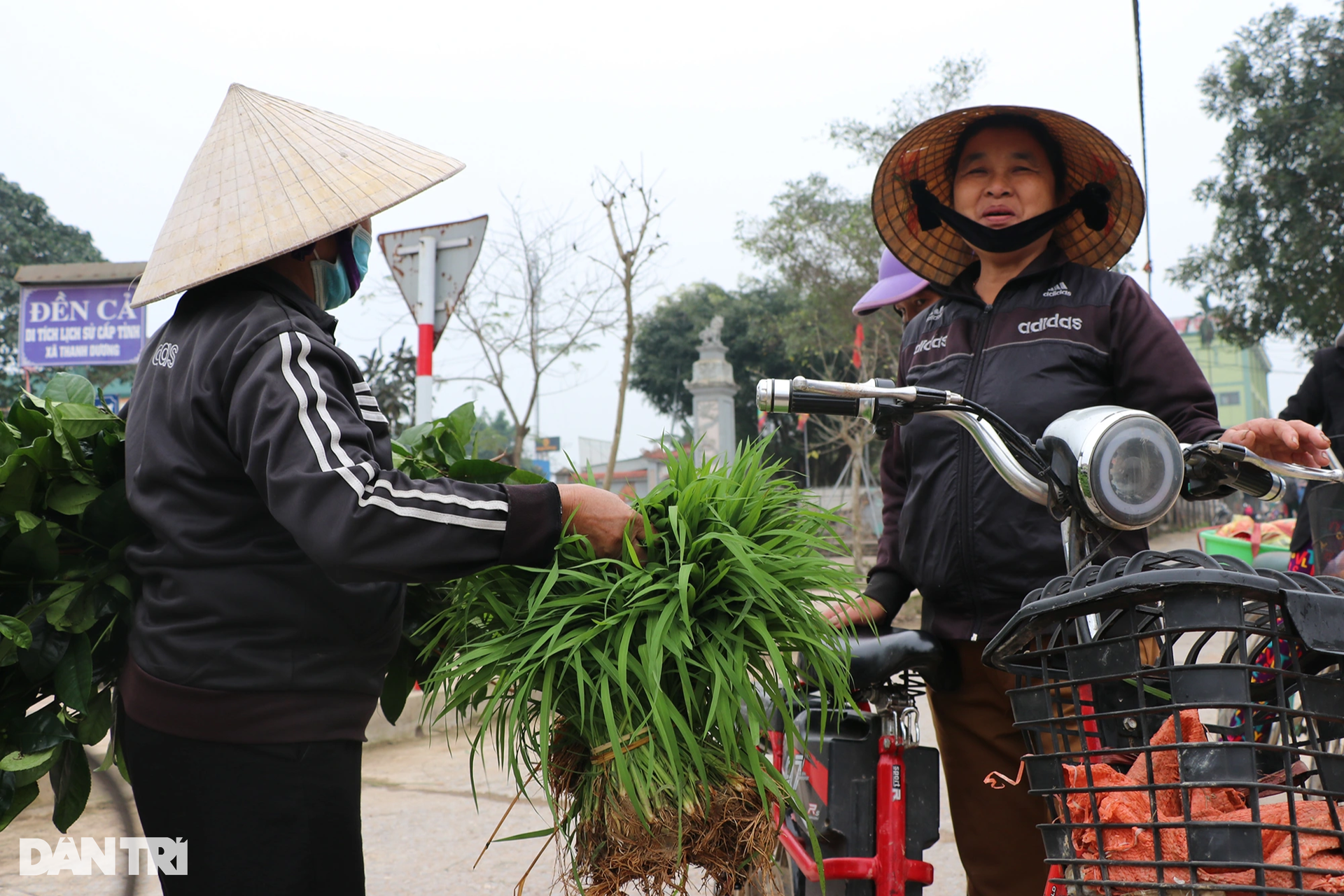 Nông dân hồ hởi nhổ lúa non bán, vớ bẫm - 8