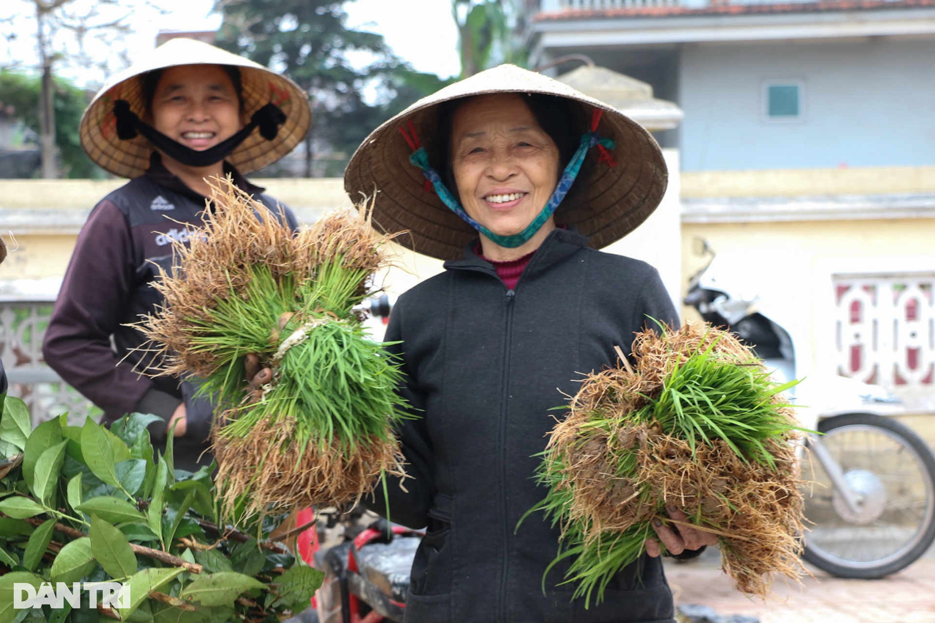 Nông dân hồ hởi nhổ lúa non bán, vớ bẫm - 3