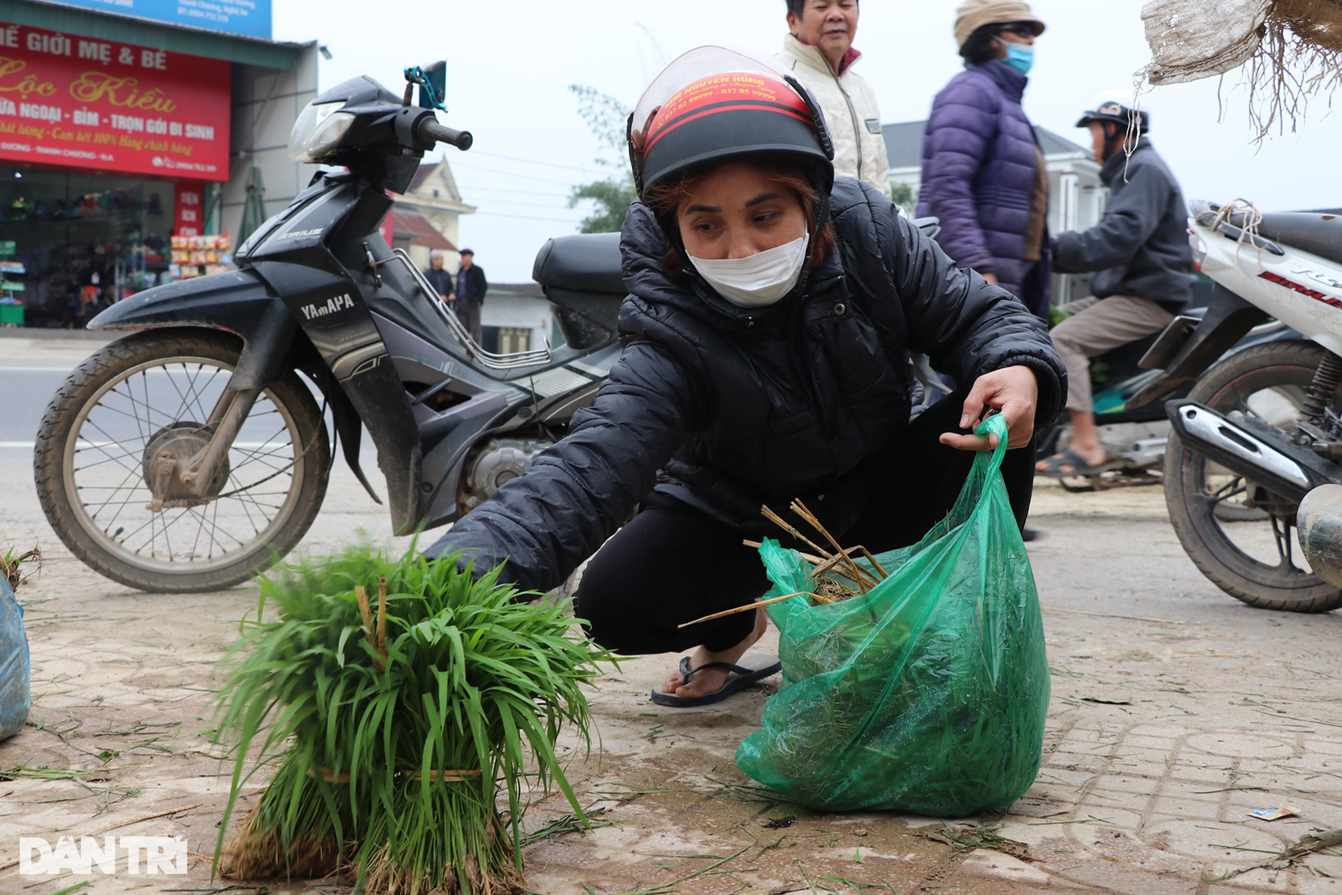 Nông dân hồ hởi nhổ lúa non bán, vớ bẫm - 5