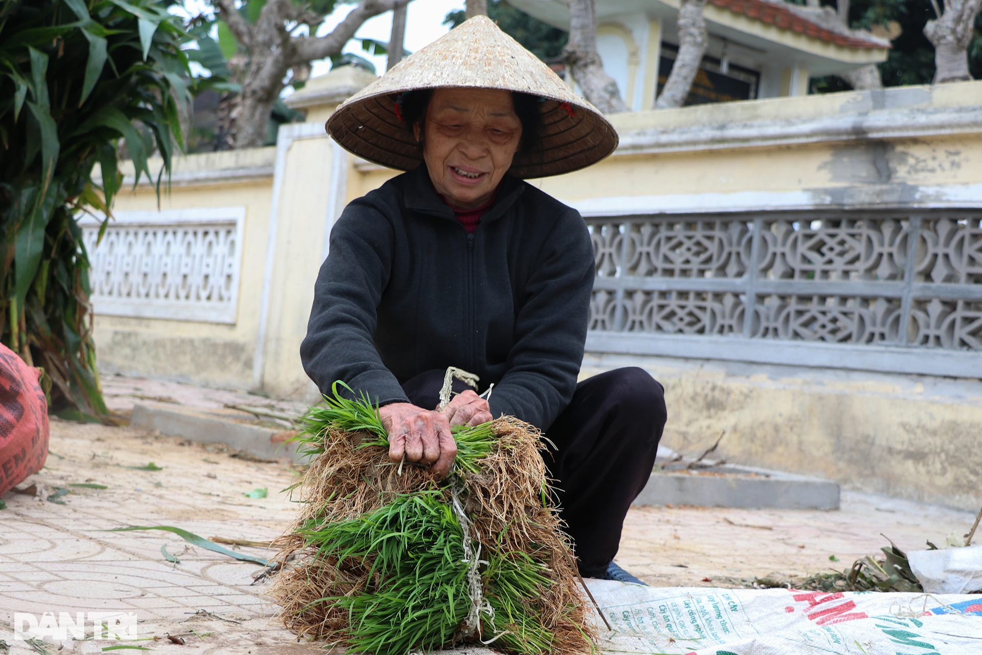 Nông dân hồ hởi nhổ lúa non bán, vớ bẫm - 4