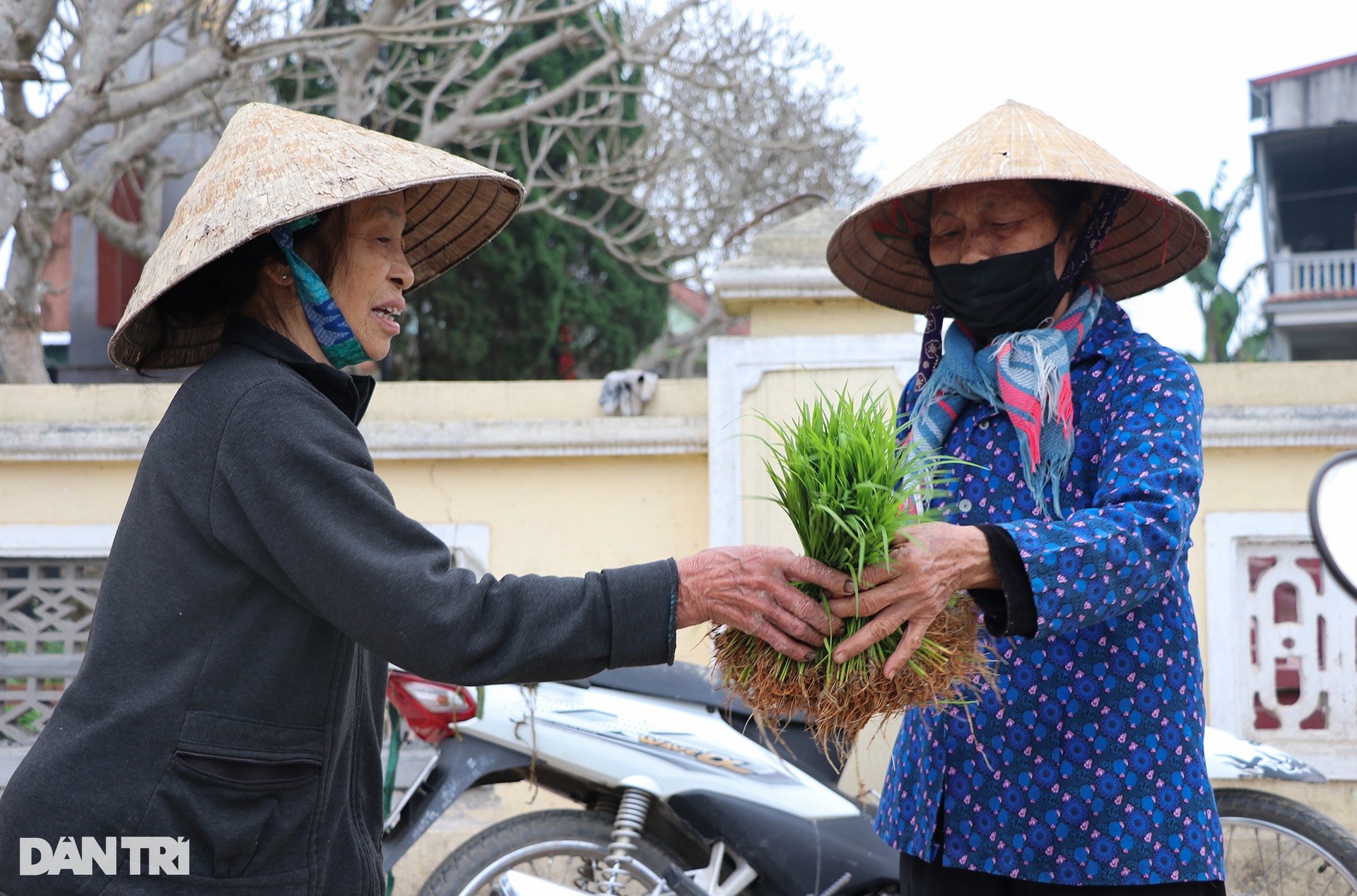 Nông dân hồ hởi nhổ lúa non bán, vớ bẫm - 9