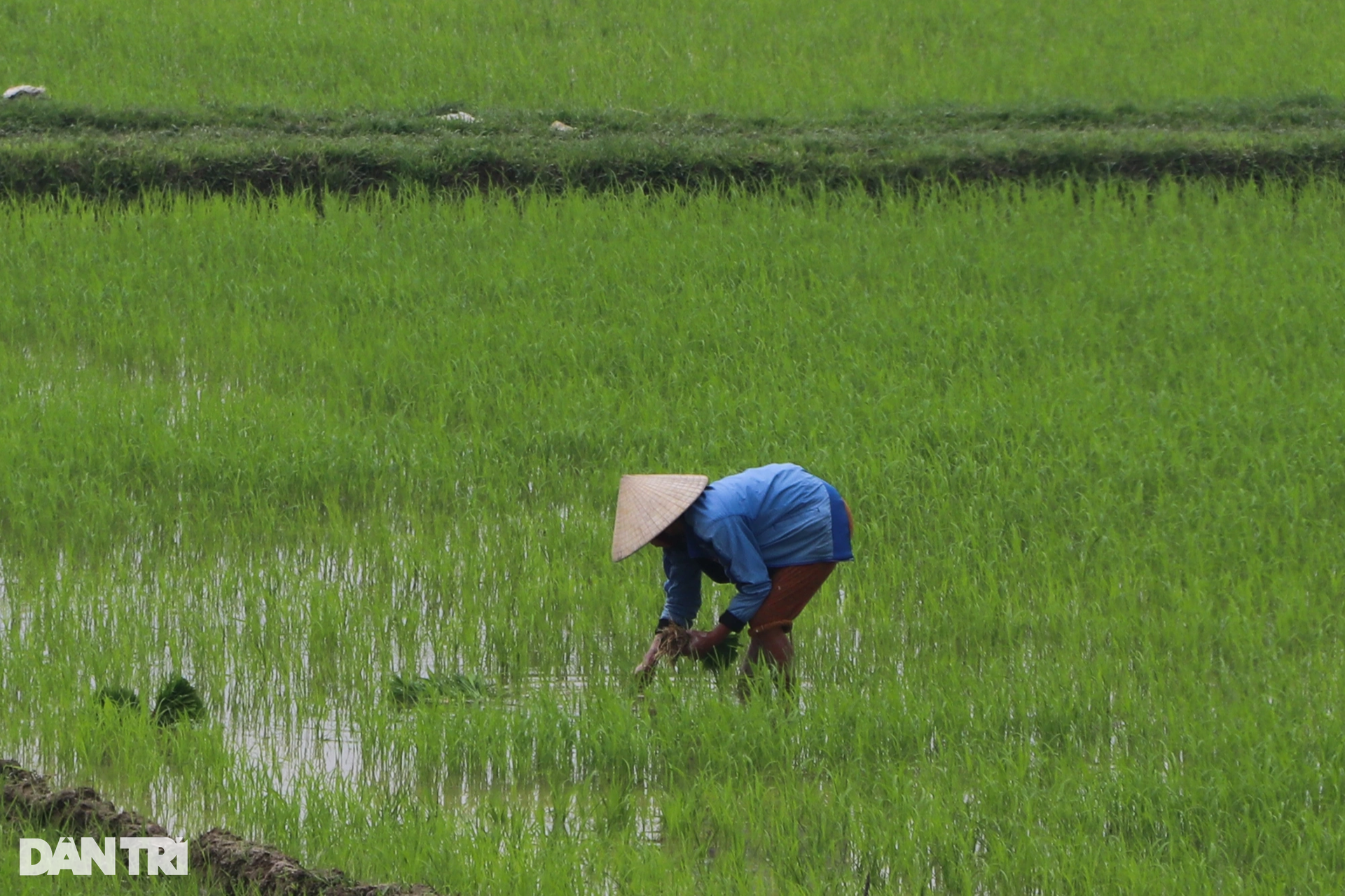 Nông dân hồ hởi nhổ lúa non bán, vớ bẫm - 12