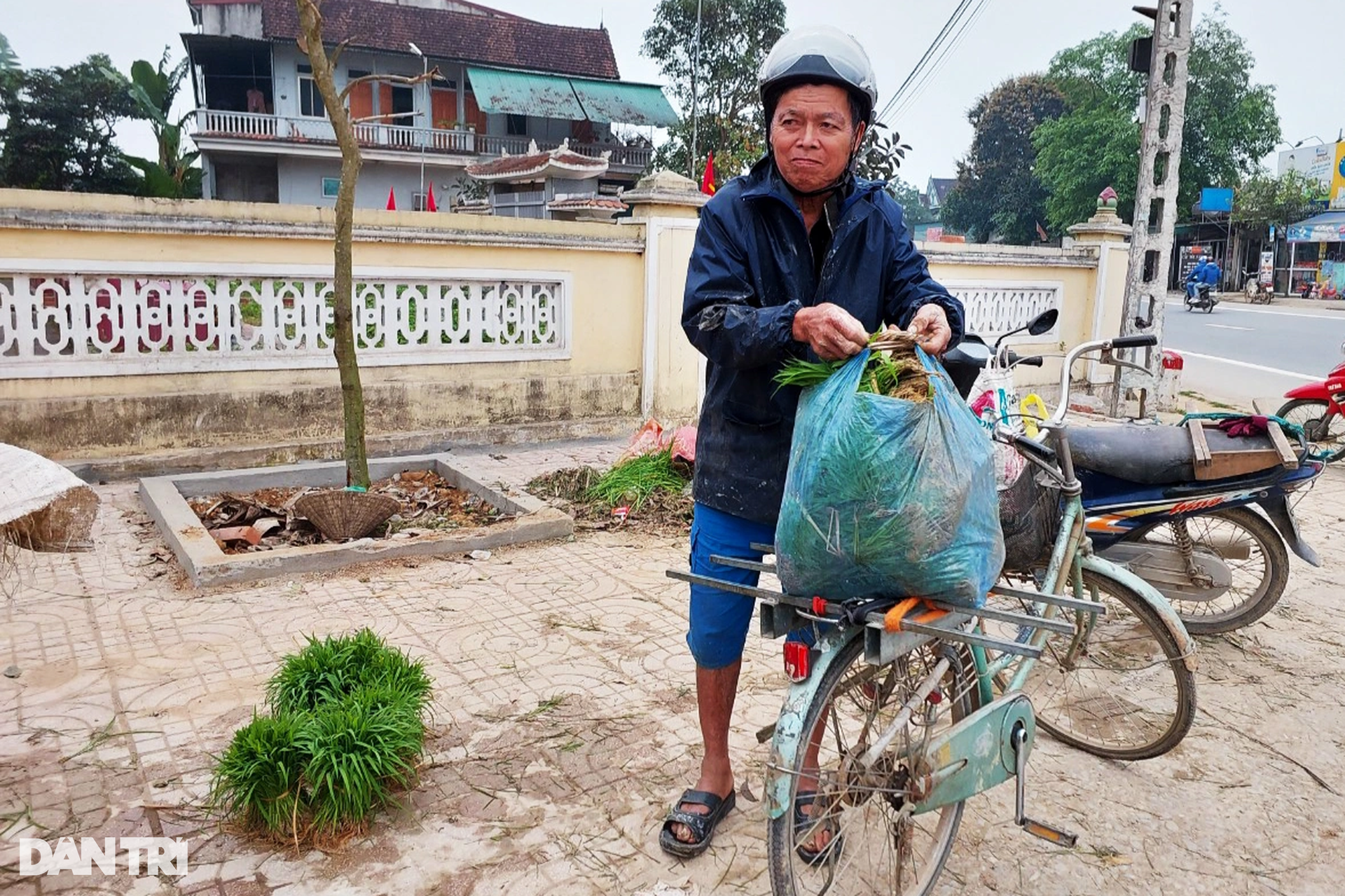 Nông dân hồ hởi nhổ lúa non bán, vớ bẫm - 6