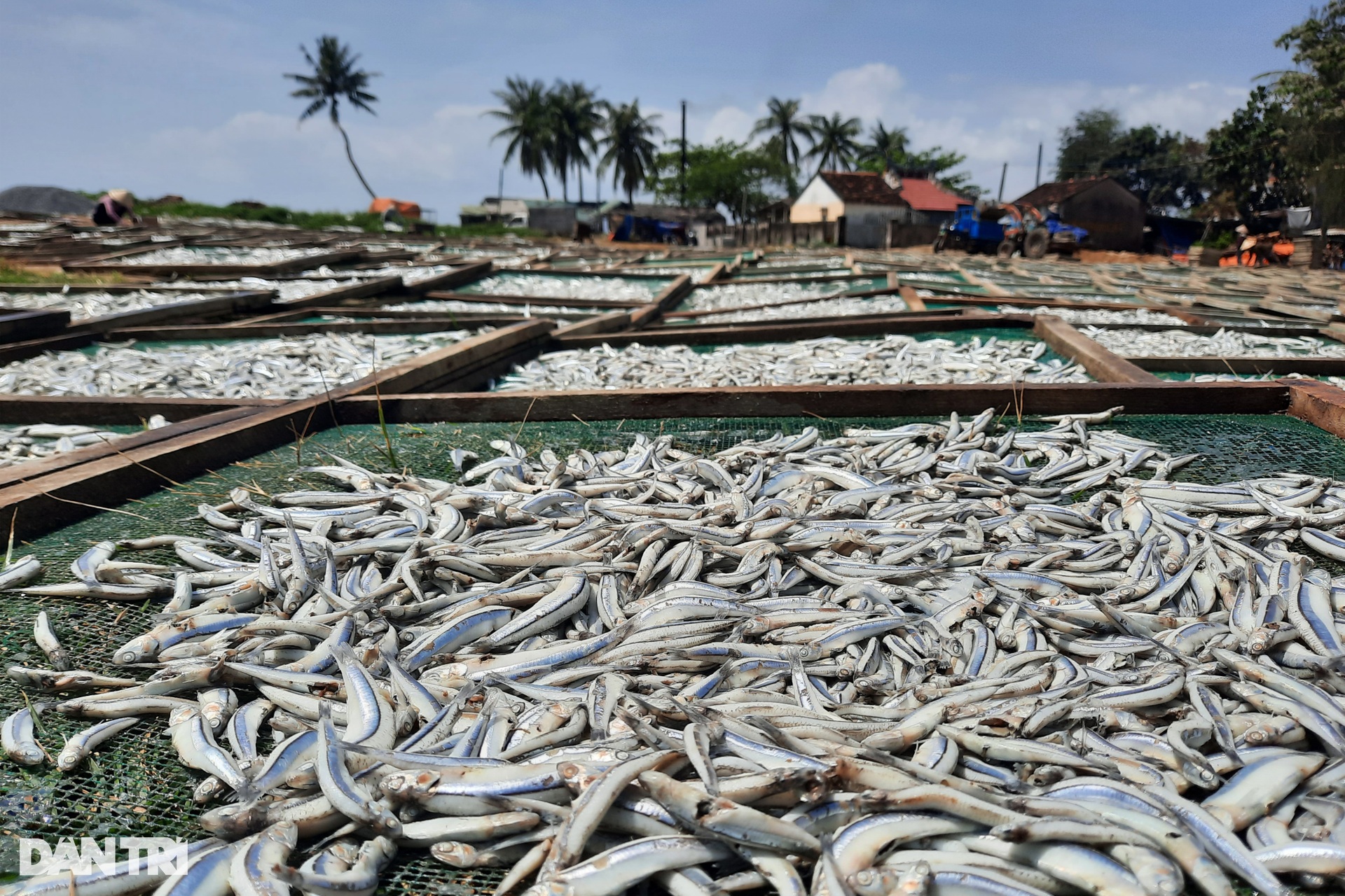 Phụ nữ vùng biển tất bật với mùa phơi cá cơm - 9