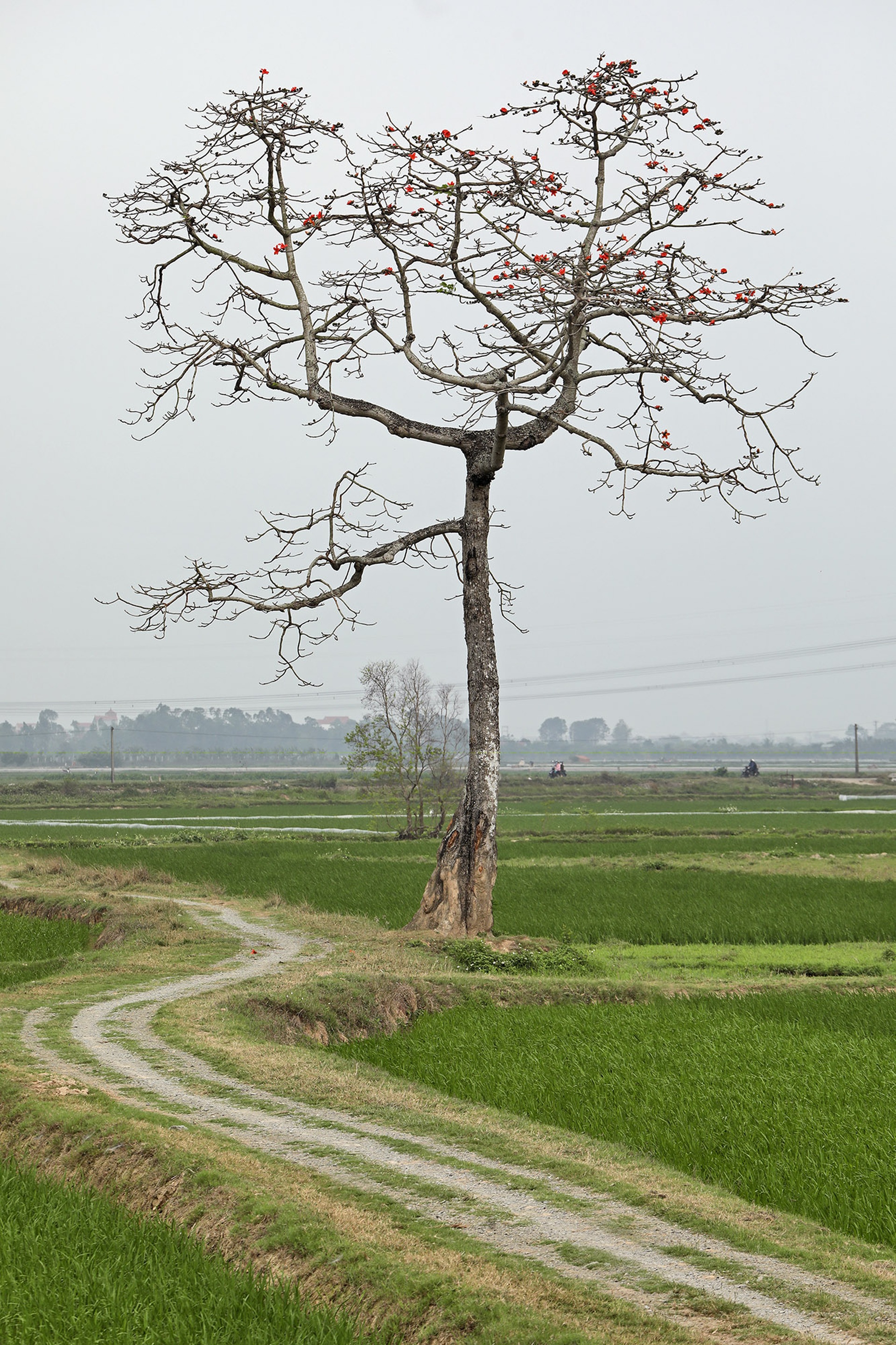 Đẹp ngỡ ngàng mùa hoa gạo tháng 3