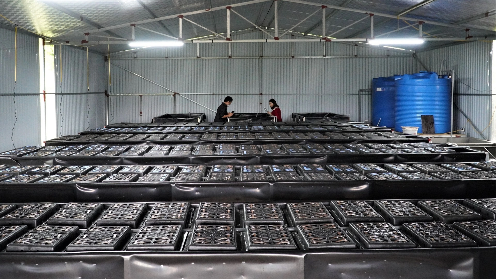 Chi tiết kinh nghiệm mô hình nuôi cua đồng trong thùng nhựa chất lượng   Thủy Hải Sản Việt Nam