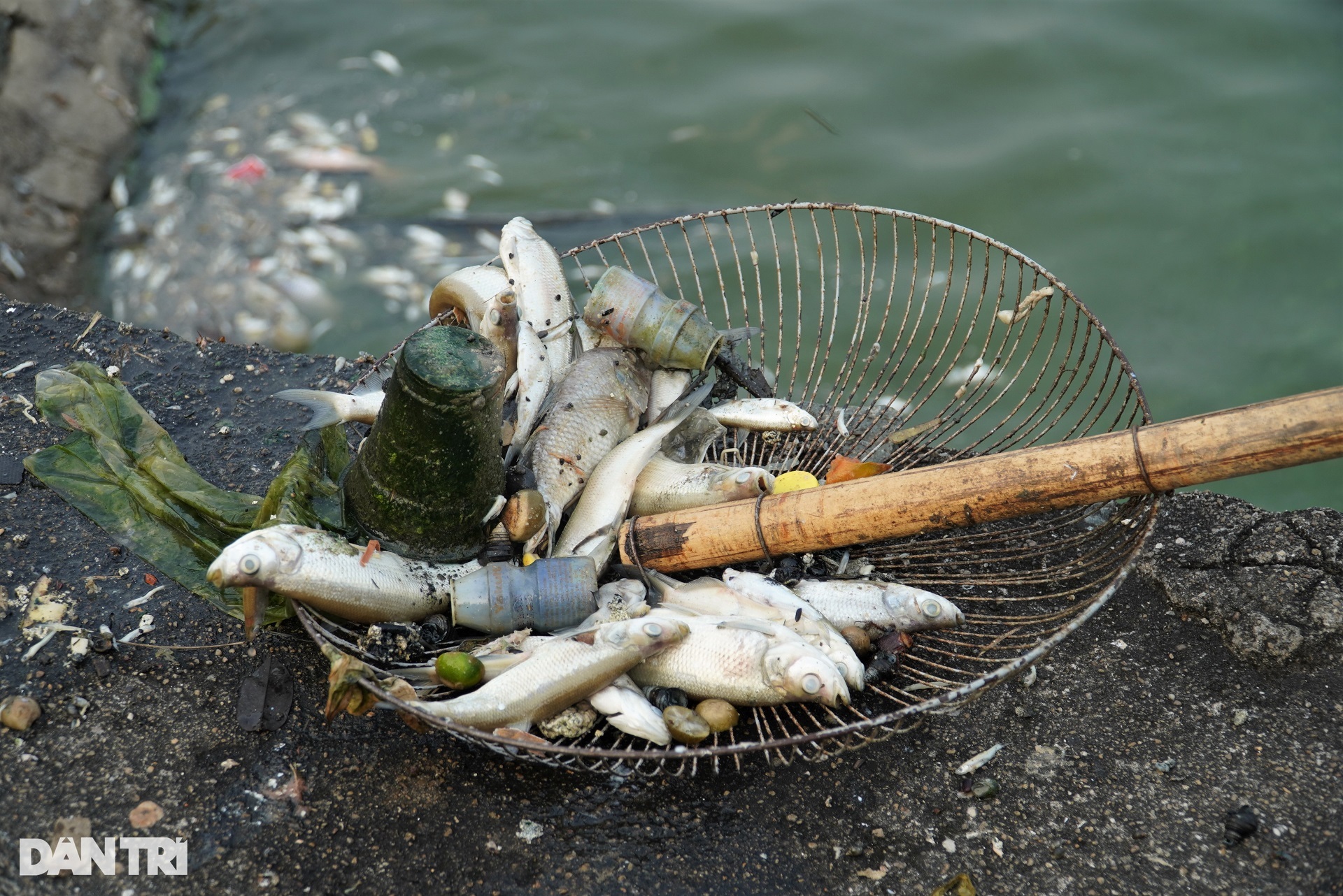Cá chết hàng loạt nổi trắng ở hồ điều hòa lớn nhất thành phố Hà Tĩnh - 10