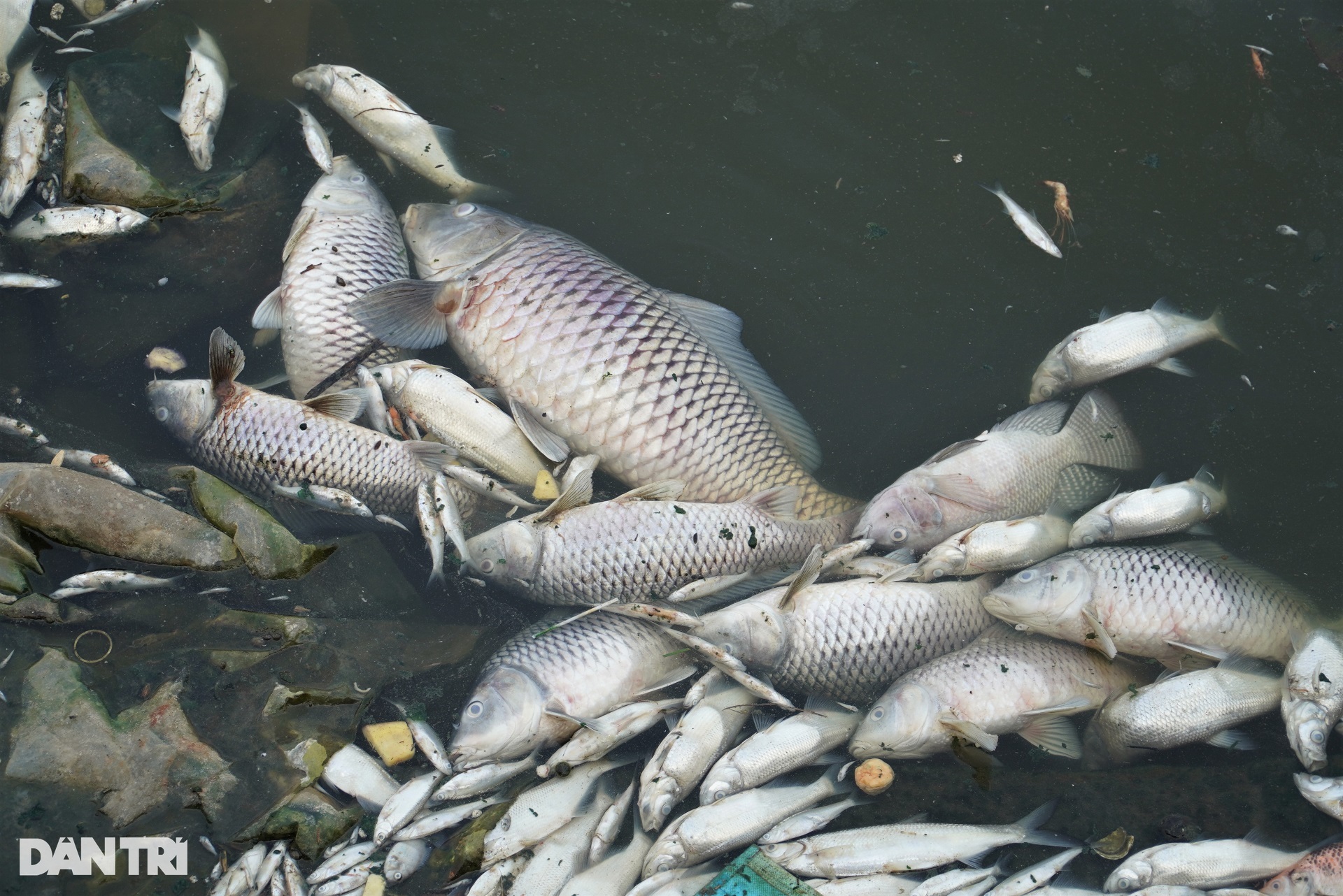 Cá chết hàng loạt nổi trắng ở hồ điều hòa lớn nhất thành phố Hà Tĩnh - 6
