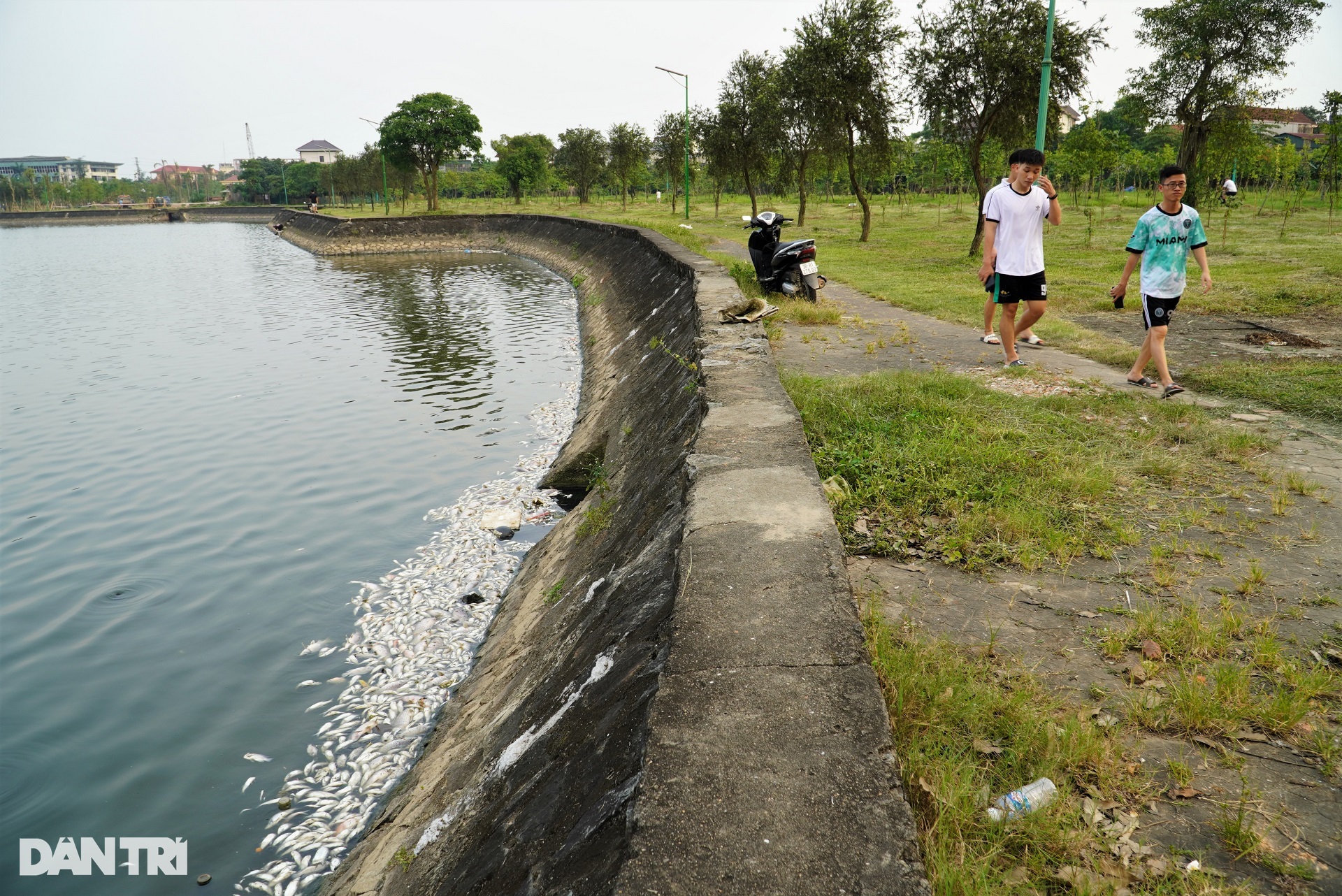 Cá chết hàng loạt nổi trắng ở hồ điều hòa lớn nhất thành phố Hà Tĩnh - 2