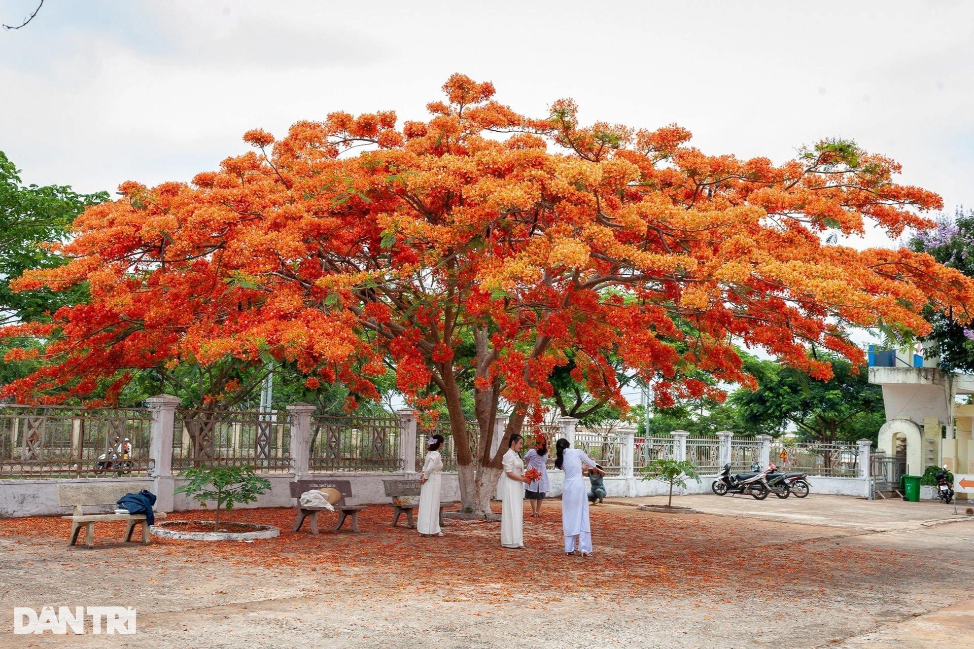 Hoa Phượng 