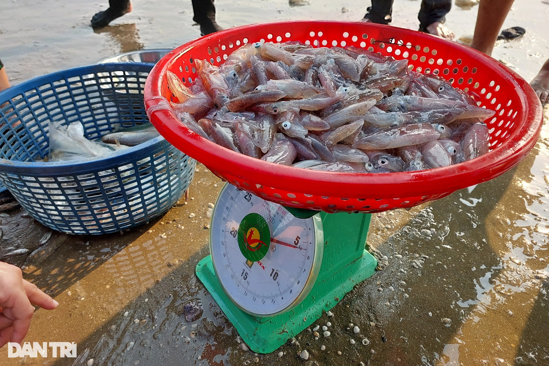 The group of people exercising on the beach also brought back dozens of kilograms of fresh squid - 11 The group of people exercising on the beach also brought back dozens of kilograms of fresh squid - 11