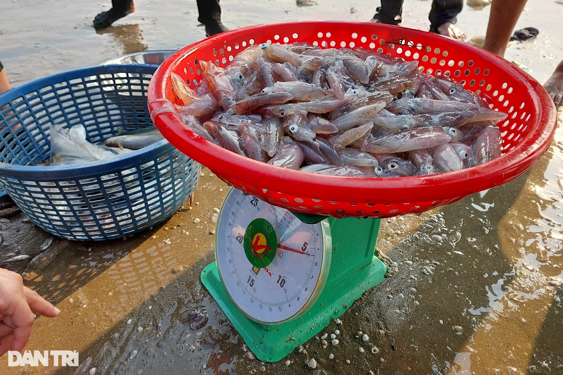 The group of people exercising on the beach also brought back dozens of kilograms of fresh squid - 11