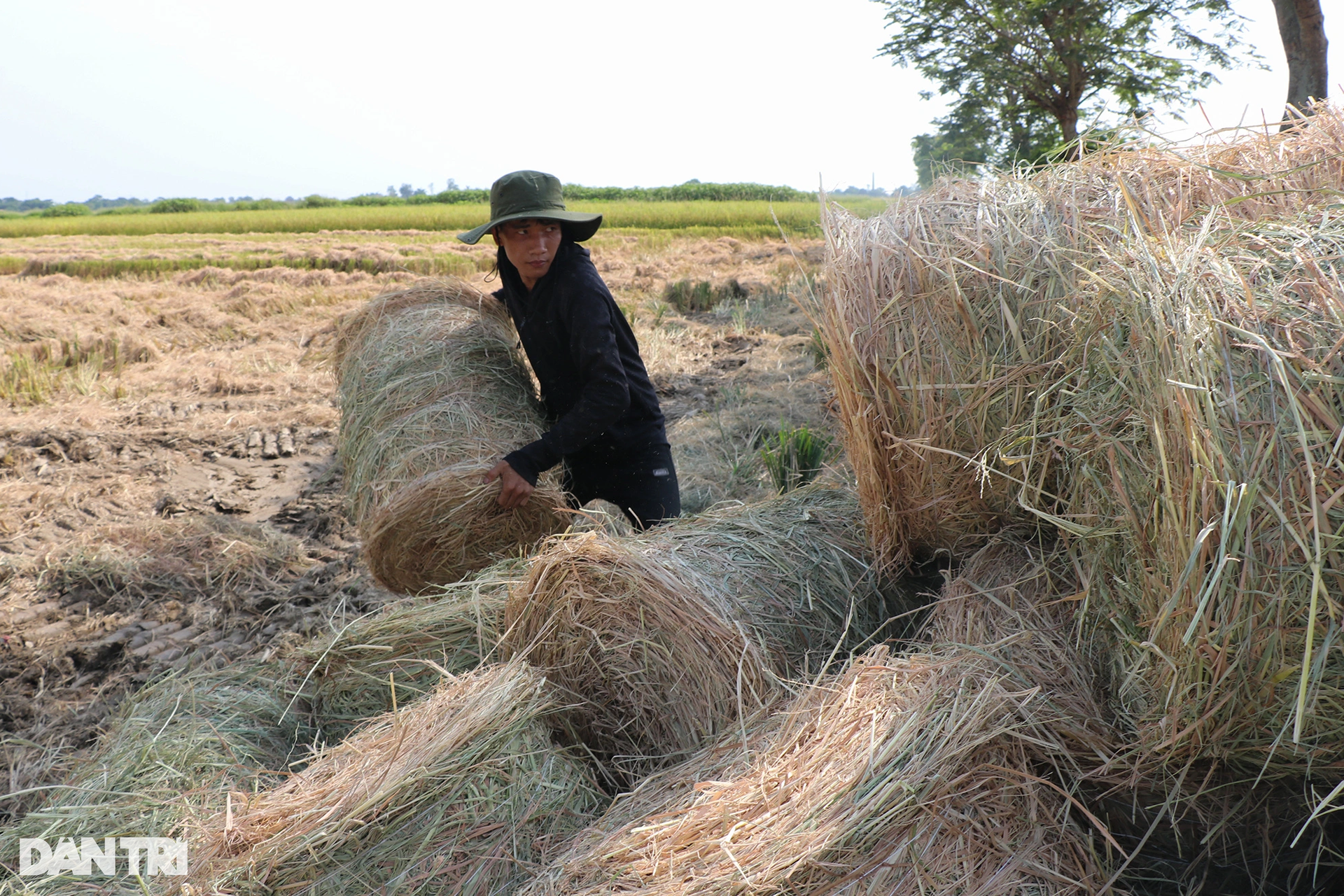 Cướp nắng với trời, kiếm mỗi ngày cả triệu đồng - 7