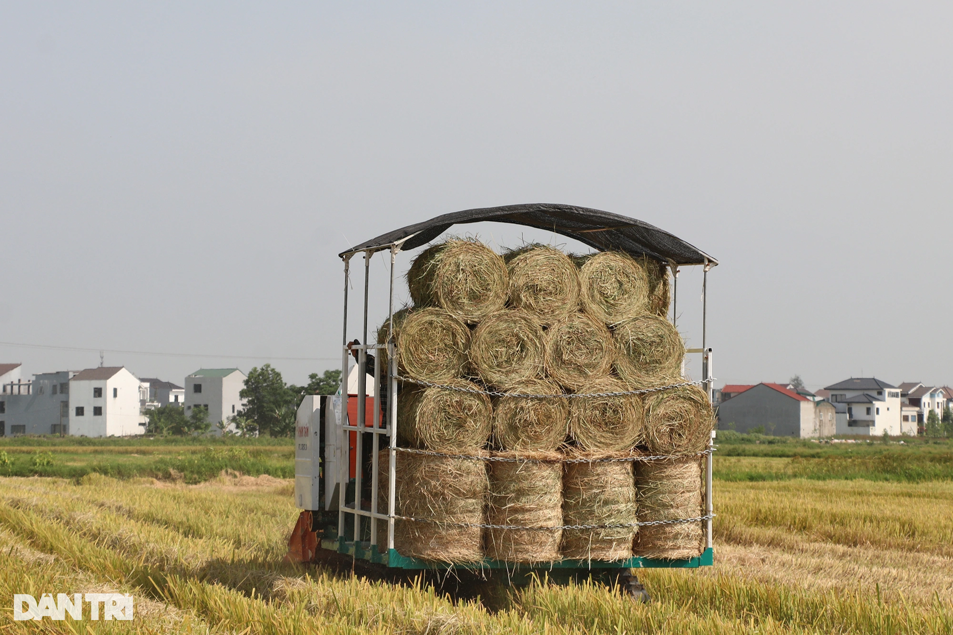 Cướp nắng với trời, kiếm mỗi ngày cả triệu đồng - 5