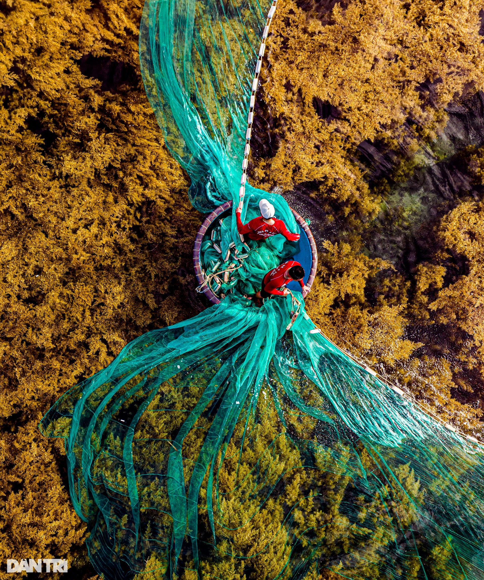 See the yellow seaweed field under Quy Nhon sea - 4