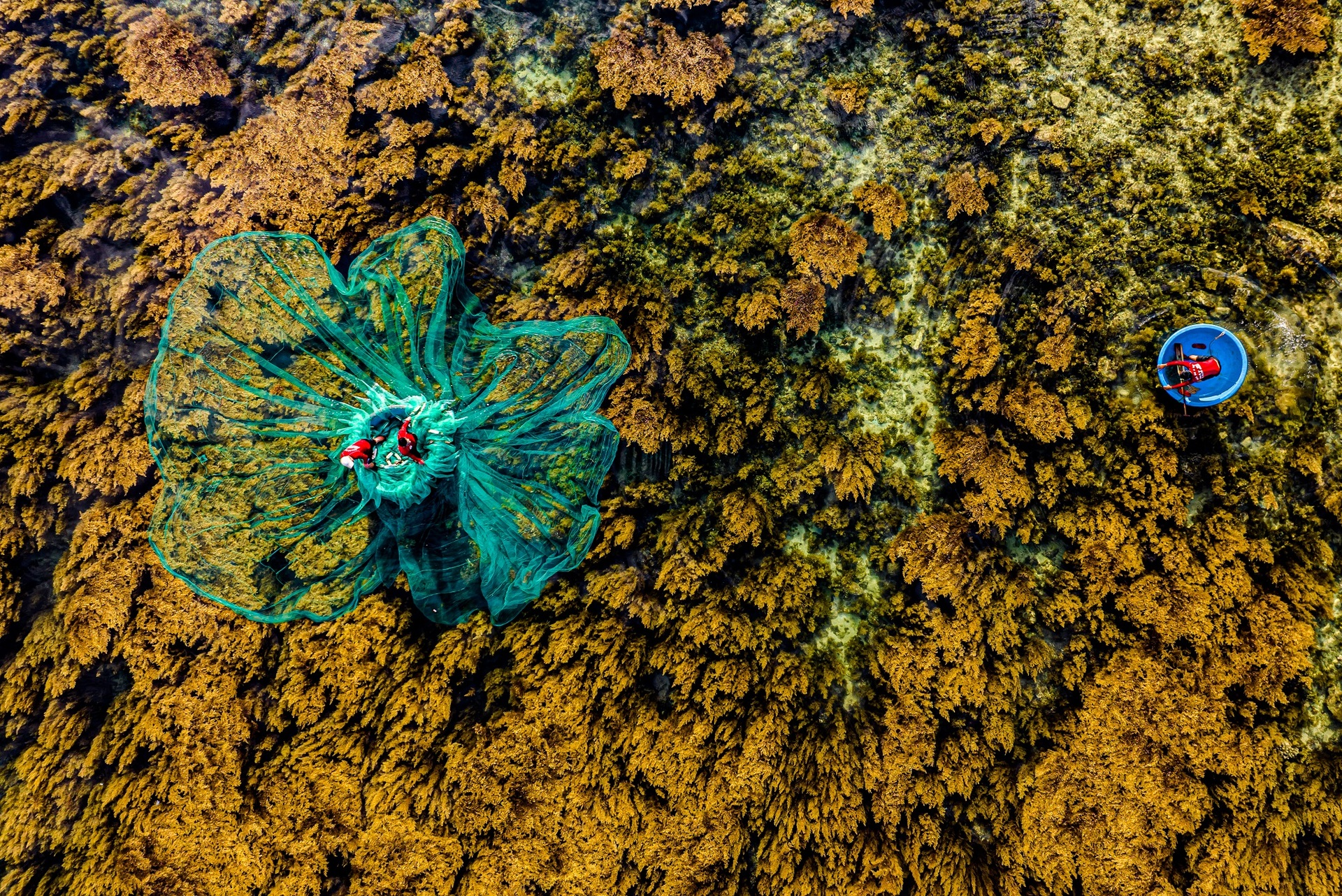 See the yellow seaweed field under Quy Nhon sea - 3