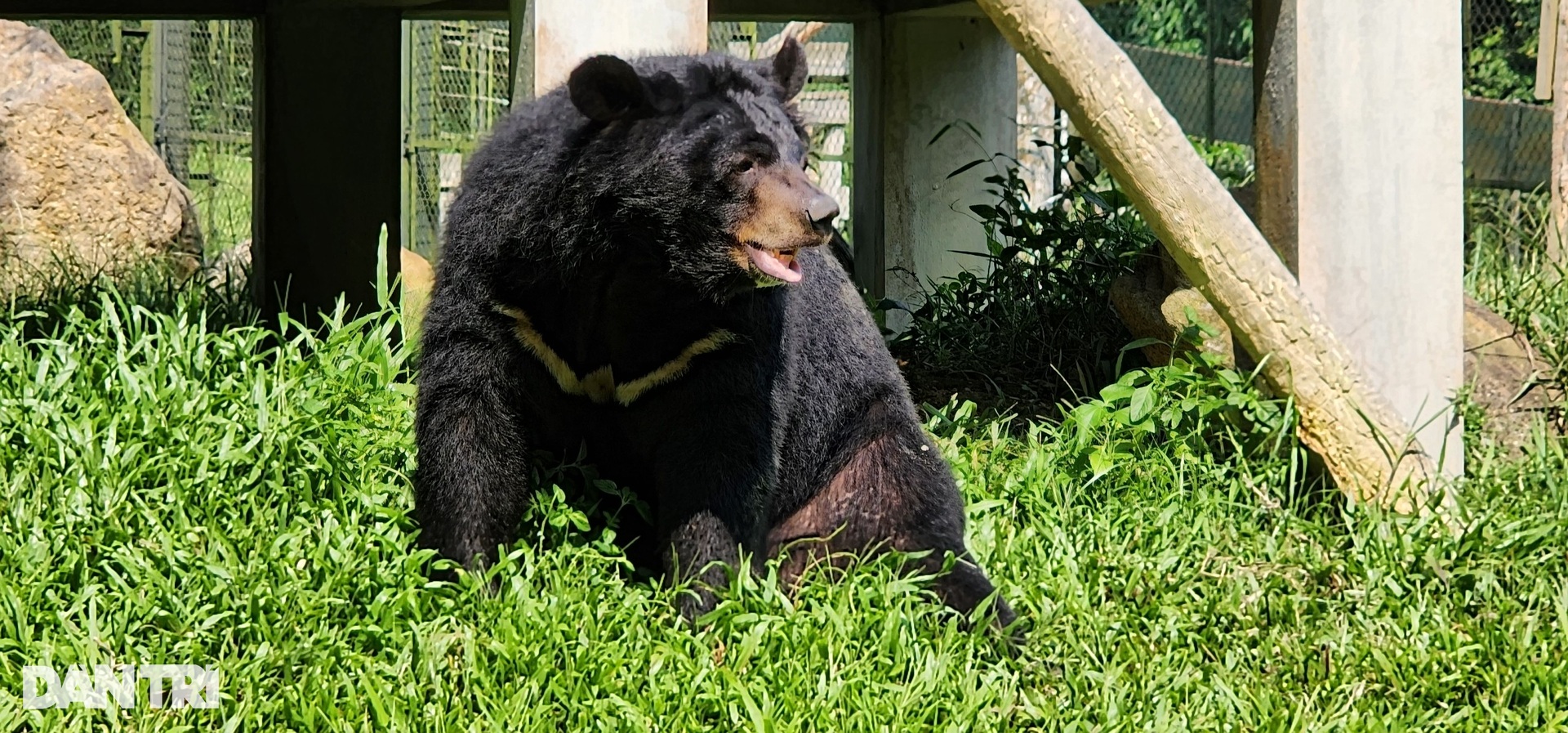 Cuộc sống của những chú gấu ở Tam Đảo: Tập gym, ăn kem thạch mát lạnh - 3