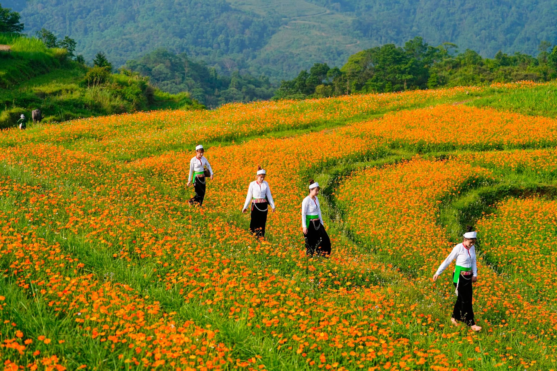 The hill is filled with beautiful and romantic butterfly flowers like a feverish movie in Hoa Binh - 5