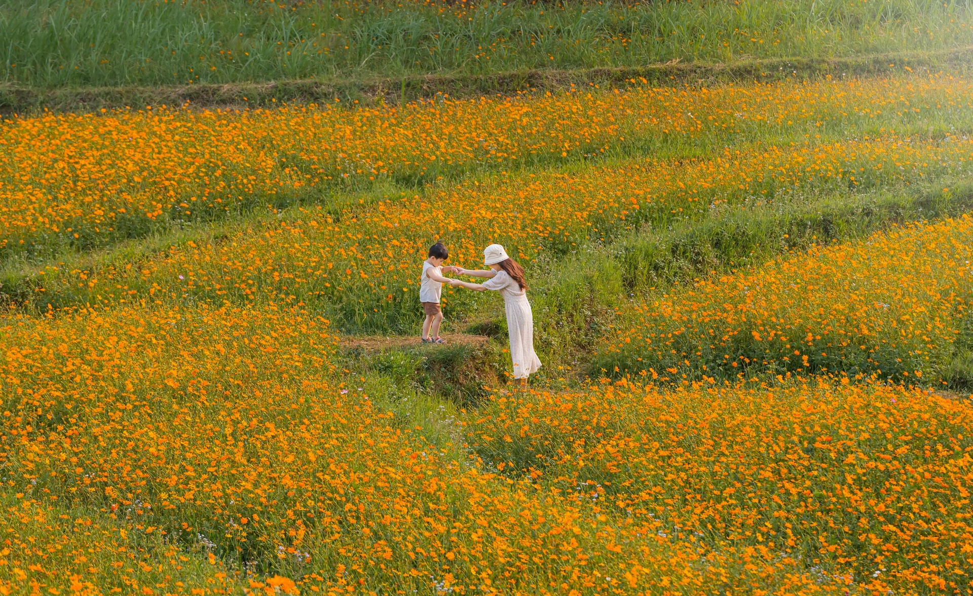 The hill is filled with beautiful and romantic butterfly flowers like a feverish movie in Hoa Binh - 1