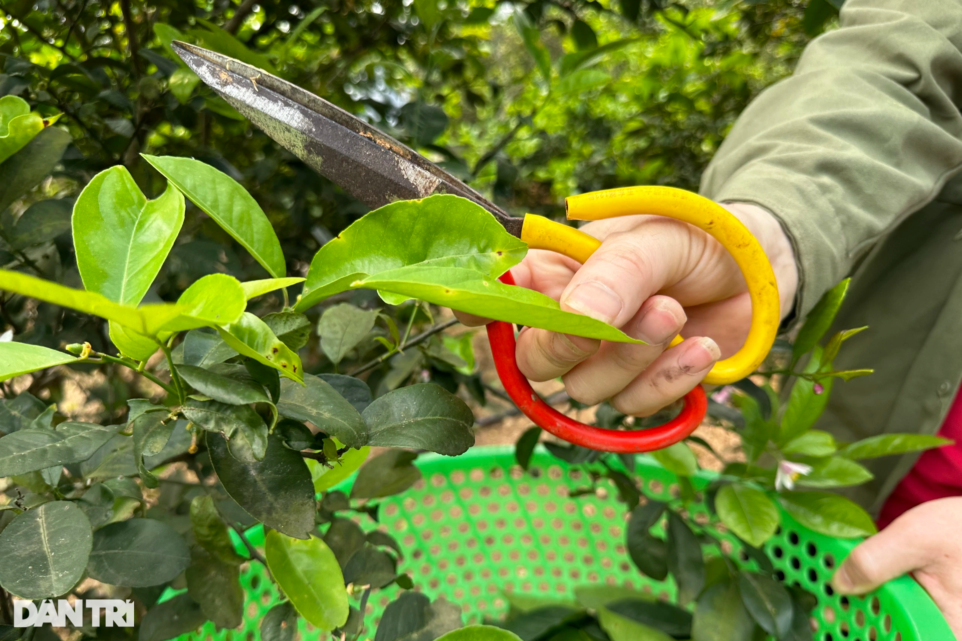 Light work, bringing a good income thanks to the popular leaves in the countryside - 6