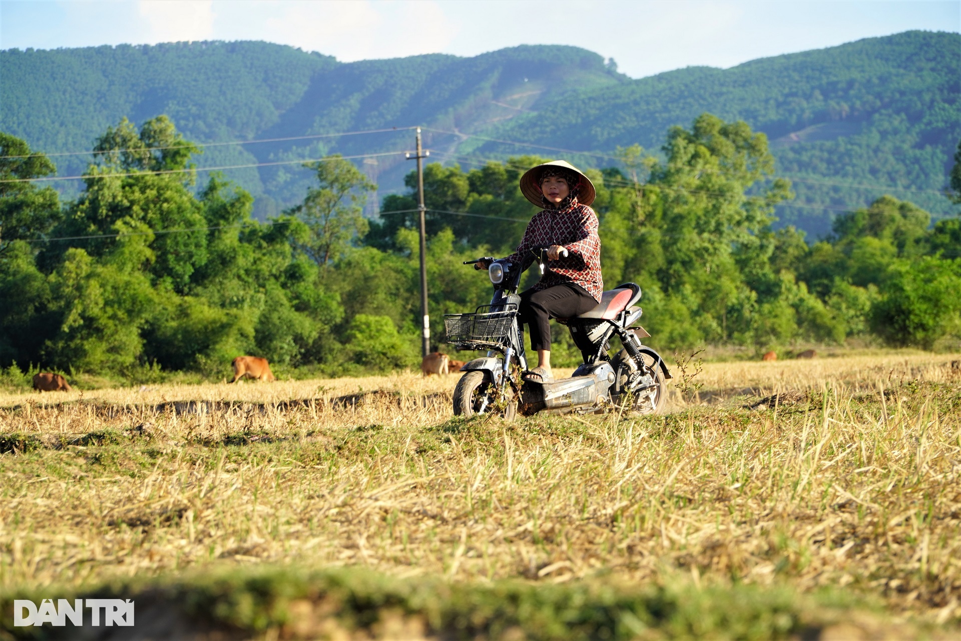 Cách nhau một con kênh, bên này lúa xanh tốt, bên kia ruộng đồng khô hạn - 8