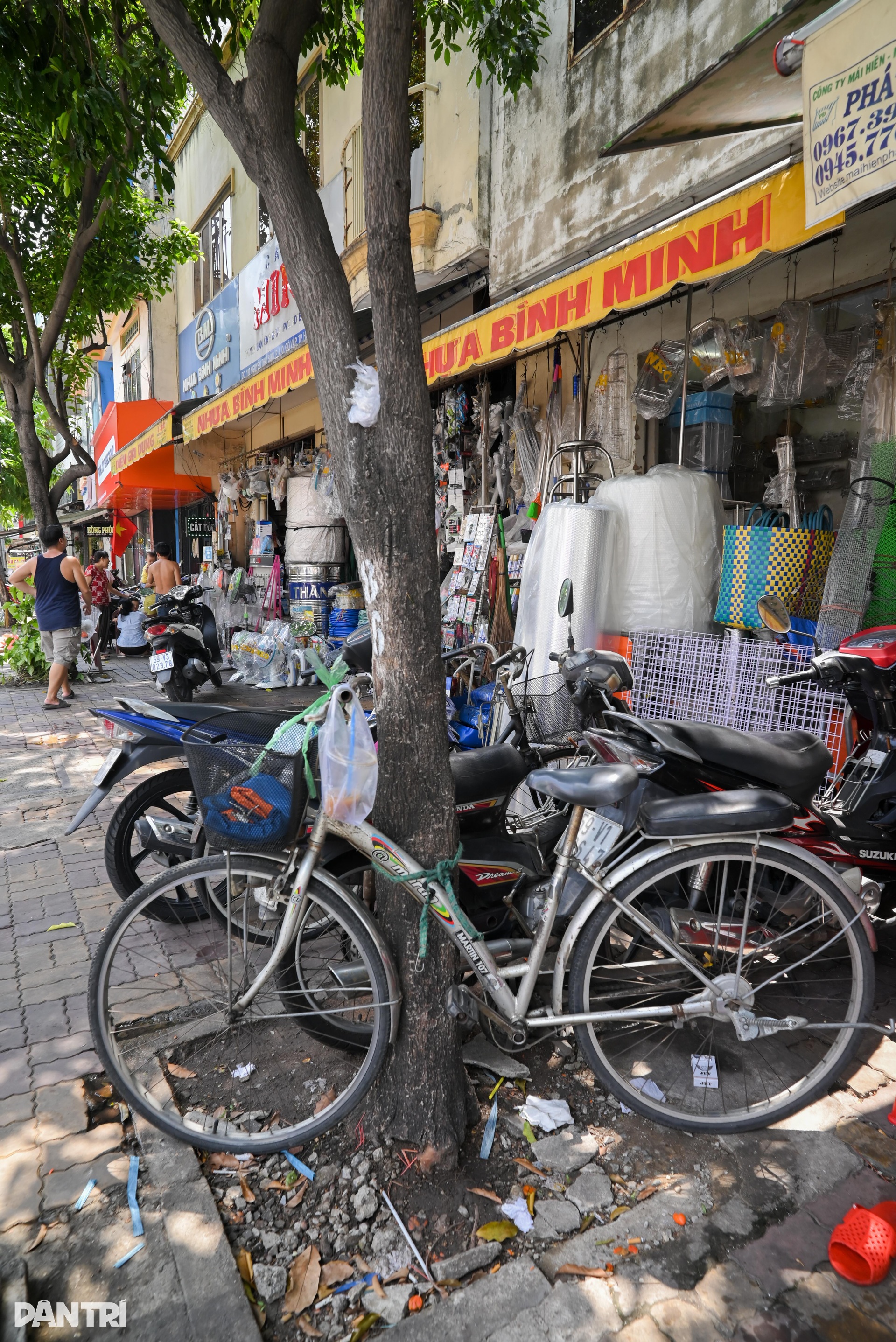 Hàng loạt cây xanh ở TPHCM bị bê tông, gạch lát vỉa hè bóp nghẹt - 8 Hàng loạt cây xanh ở TPHCM bị bê tông, gạch lát vỉa hè bóp nghẹt - 8