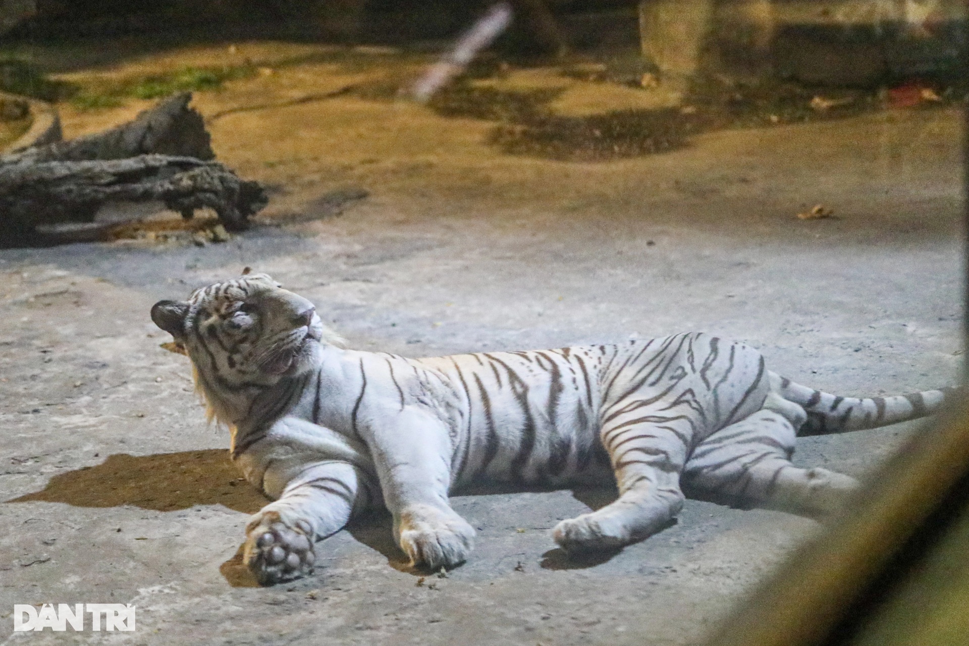 Khám phá tour tham quan thú đêm: Nghe hổ gầm, chim hót ở Thảo Cầm Viên - 5 Khám phá tour tham quan thú đêm: Nghe hổ gầm, chim hót ở Thảo Cầm Viên - 5