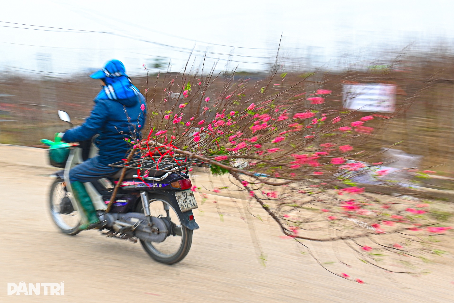 Đào Nhật Tân nở rộ sớm, nhà vườn Hà Nội “đứng ngồi không yên” - 9 Đào Nhật Tân nở rộ sớm, nhà vườn Hà Nội “đứng ngồi không yên” - 9