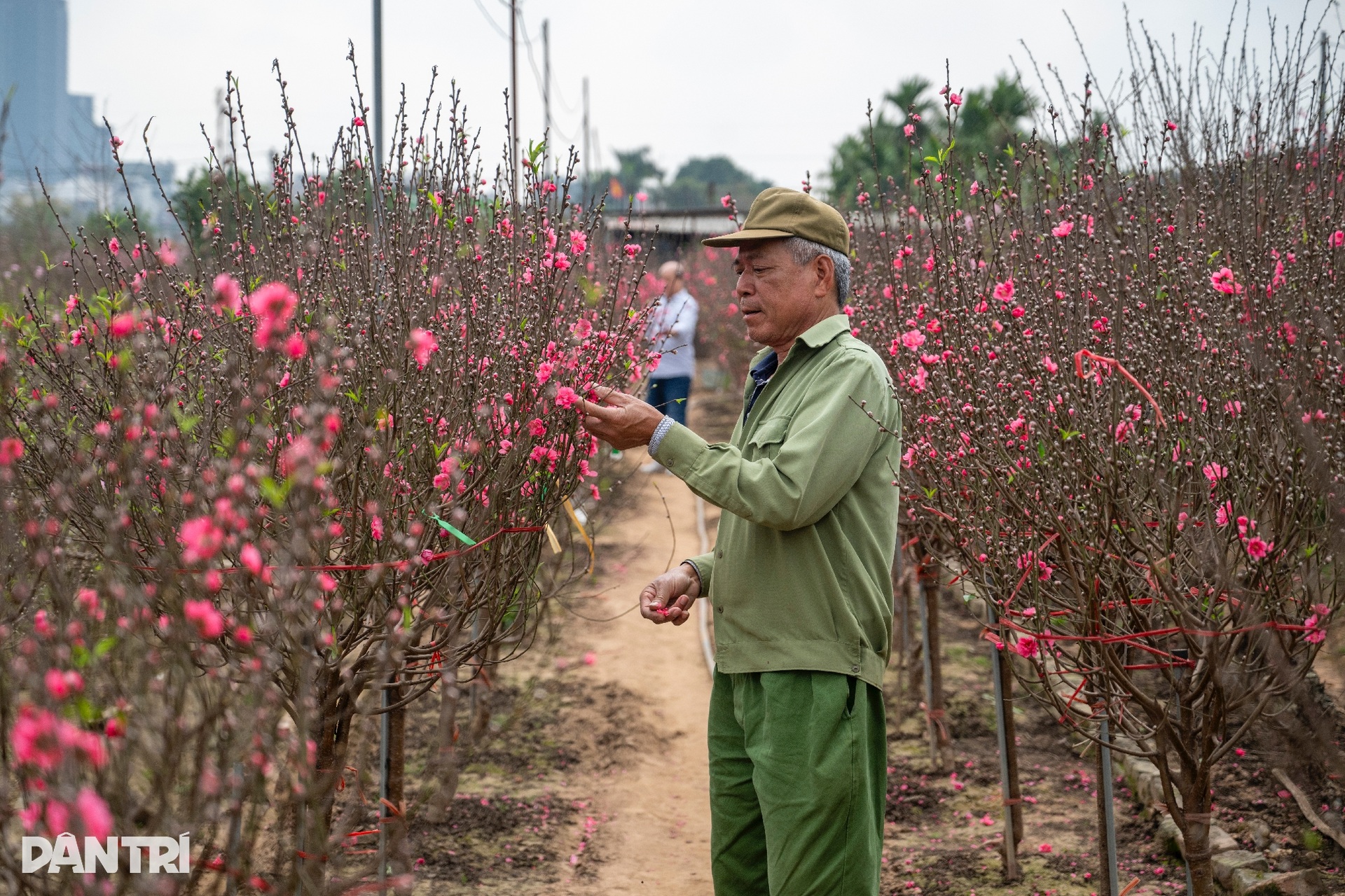 Hanoi peach village bustles ahead of Tet 2026 - 3 Hanoi peach village bustles ahead of Tet 2026 - 3