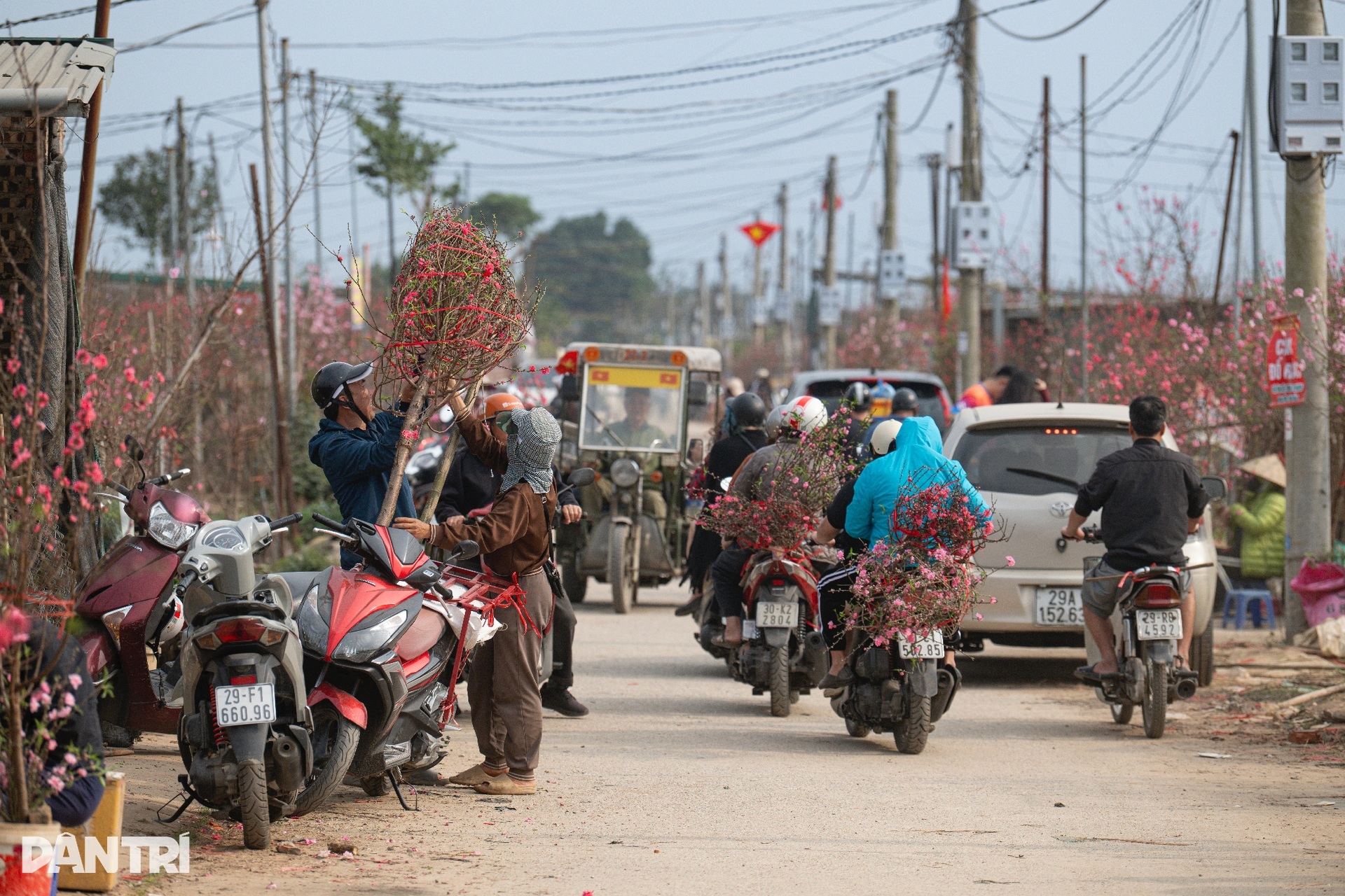 Hanoi peach village bustles ahead of Tet 2026 - 1 Hanoi peach village bustles ahead of Tet 2026 - 1