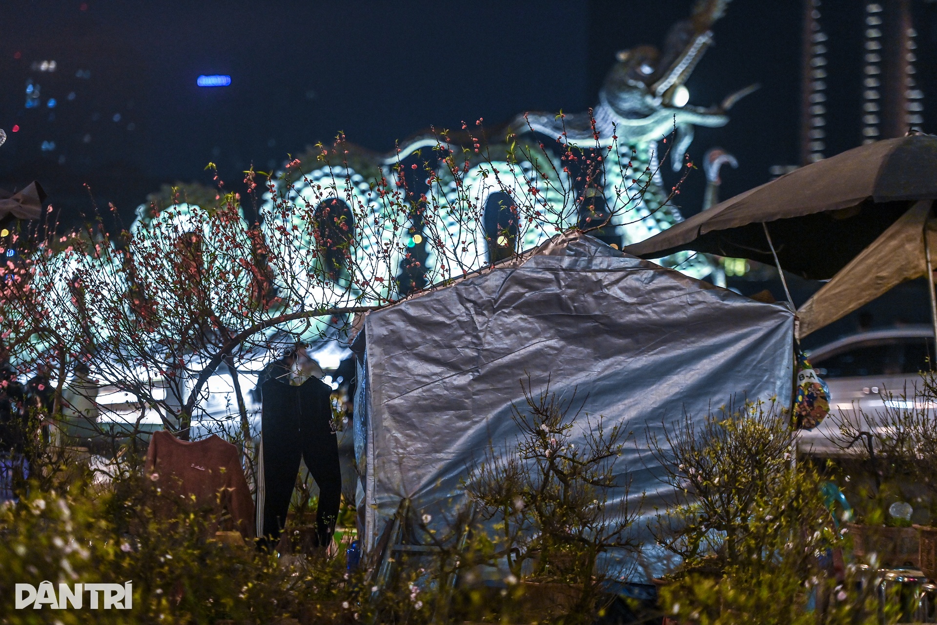 Vendors camp overnight to guard Tet flowers on Hanoi streets - 11 Vendors camp overnight to guard Tet flowers on Hanoi streets - 11