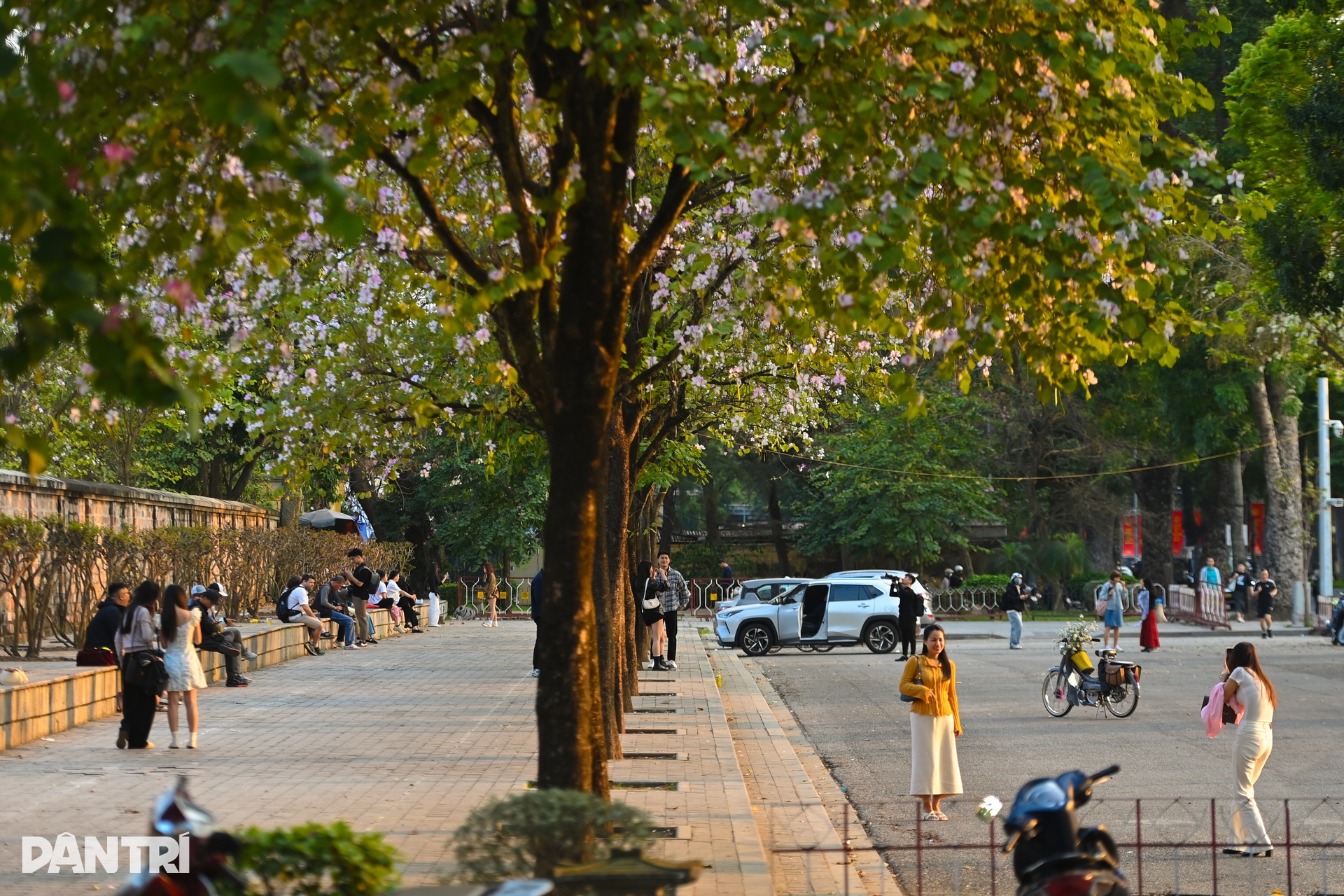 Spring blossoms colour Hanoi streets - 2
