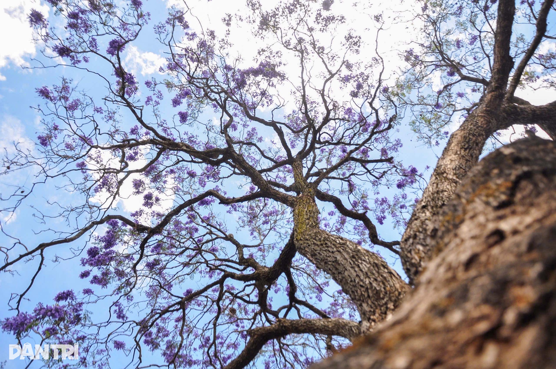 Purple blooms transform Dalat into a romantic draw - 1