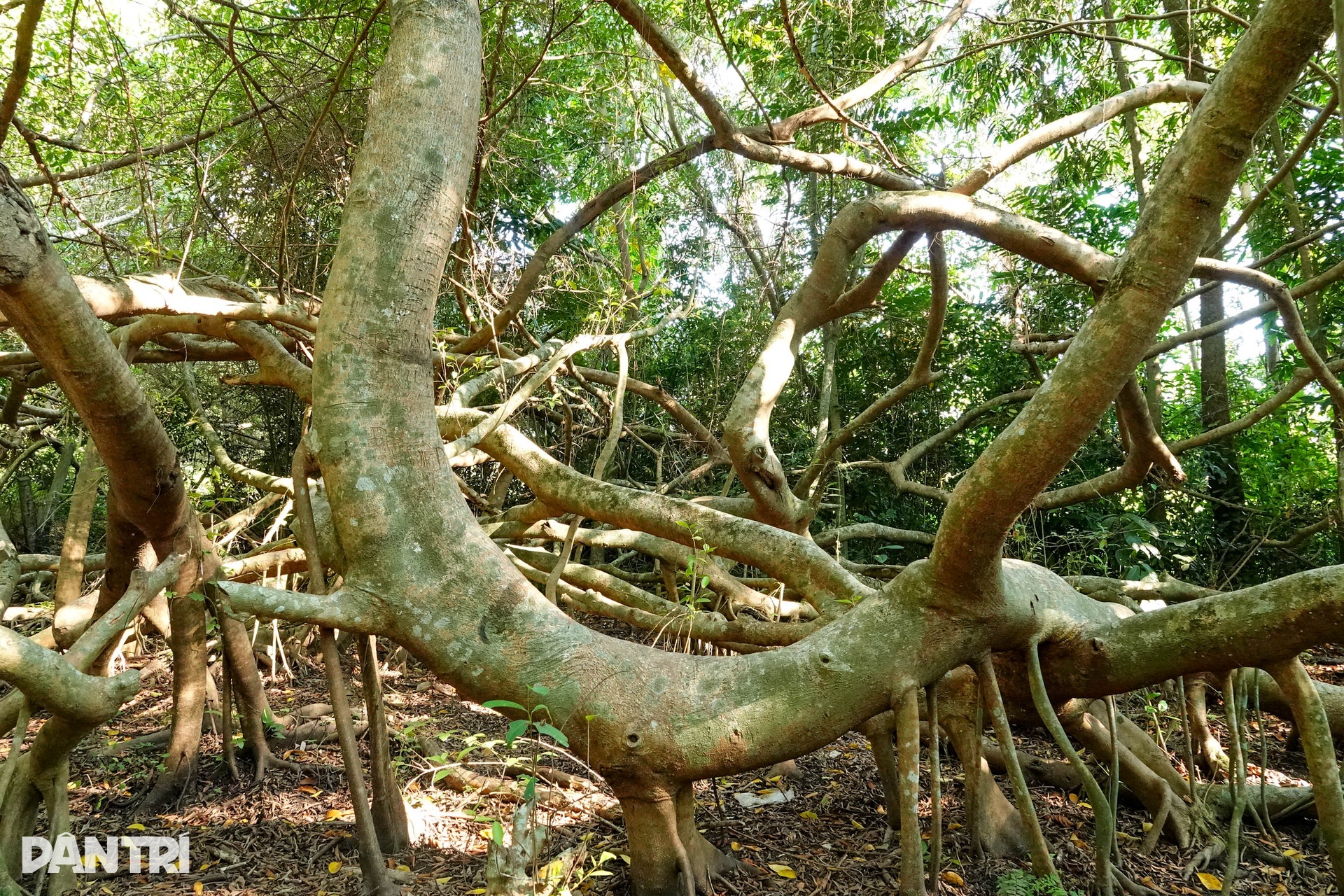Century old banyan grove in Can Tho draws visitors - 4 Century old banyan grove in Can Tho draws visitors - 4