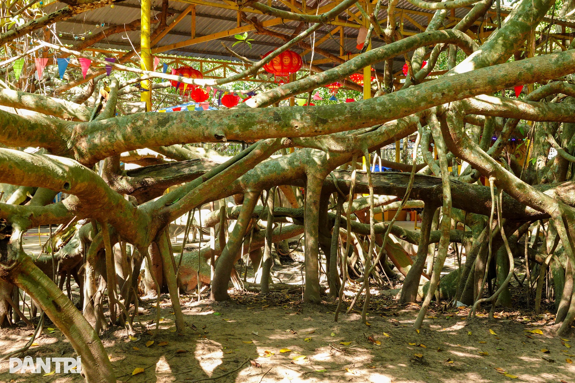 Century old banyan grove in Can Tho draws visitors - 5 Century old banyan grove in Can Tho draws visitors - 5