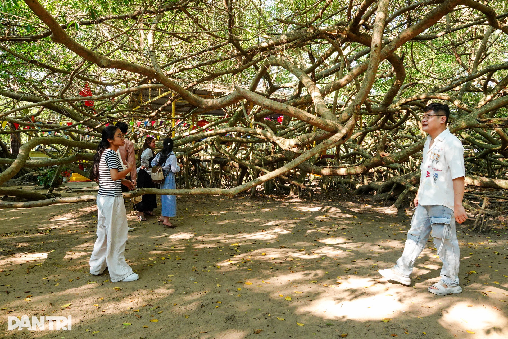 Century old banyan grove in Can Tho draws visitors - 7 Century old banyan grove in Can Tho draws visitors - 7