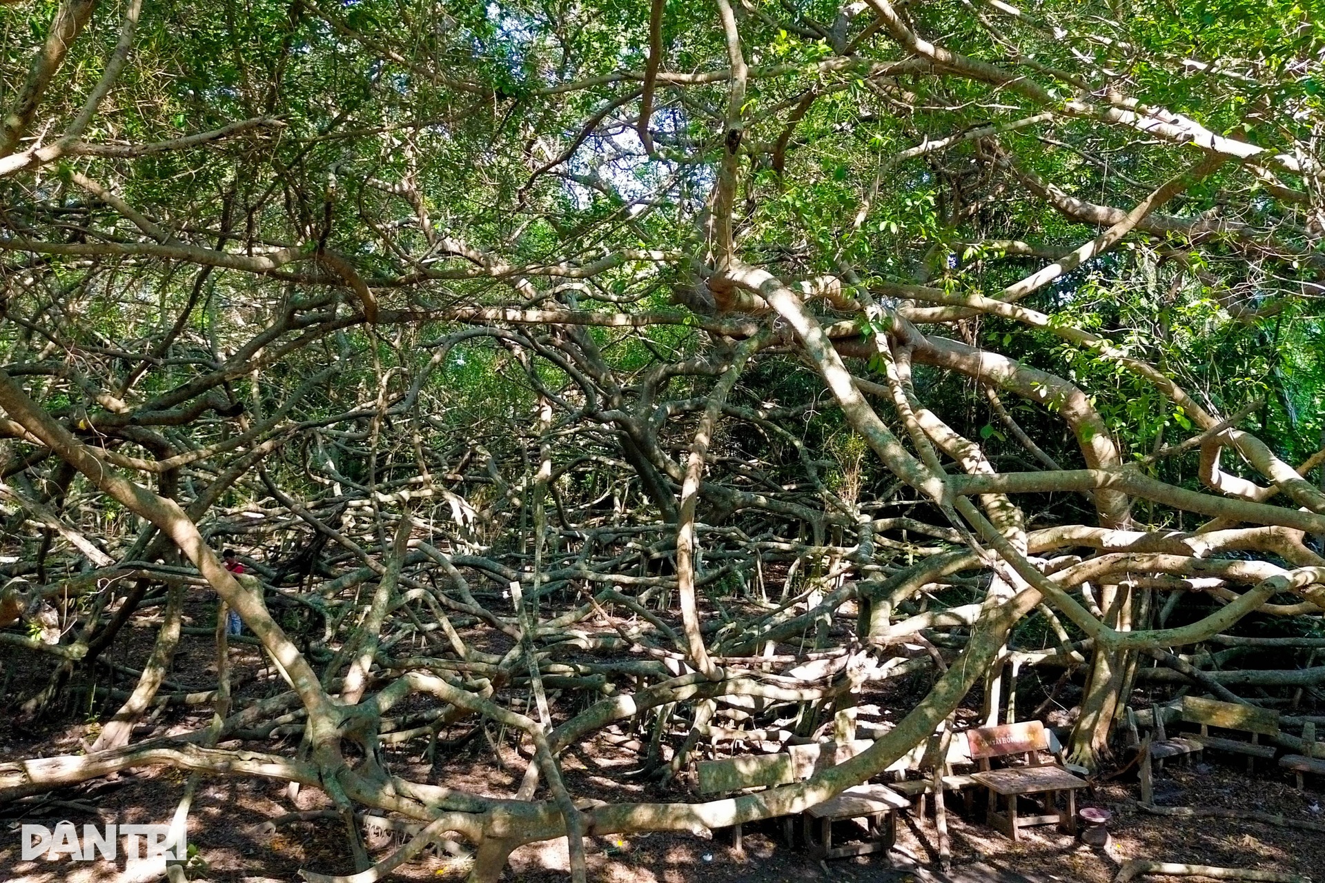 Century old banyan grove in Can Tho draws visitors - 2 Century old banyan grove in Can Tho draws visitors - 2