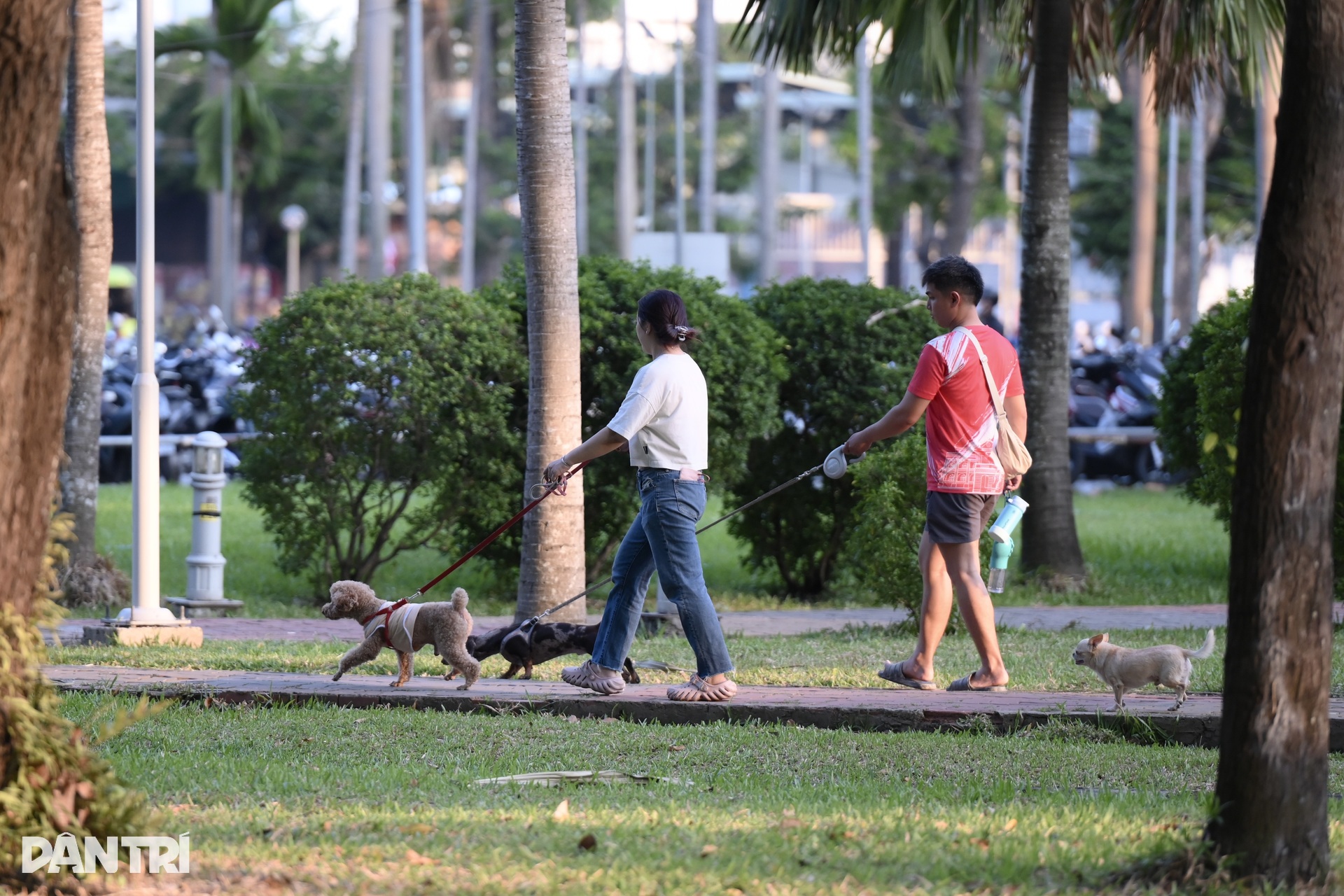 Unmuzzled, stray dogs persist in HCM City despite penalties - 3