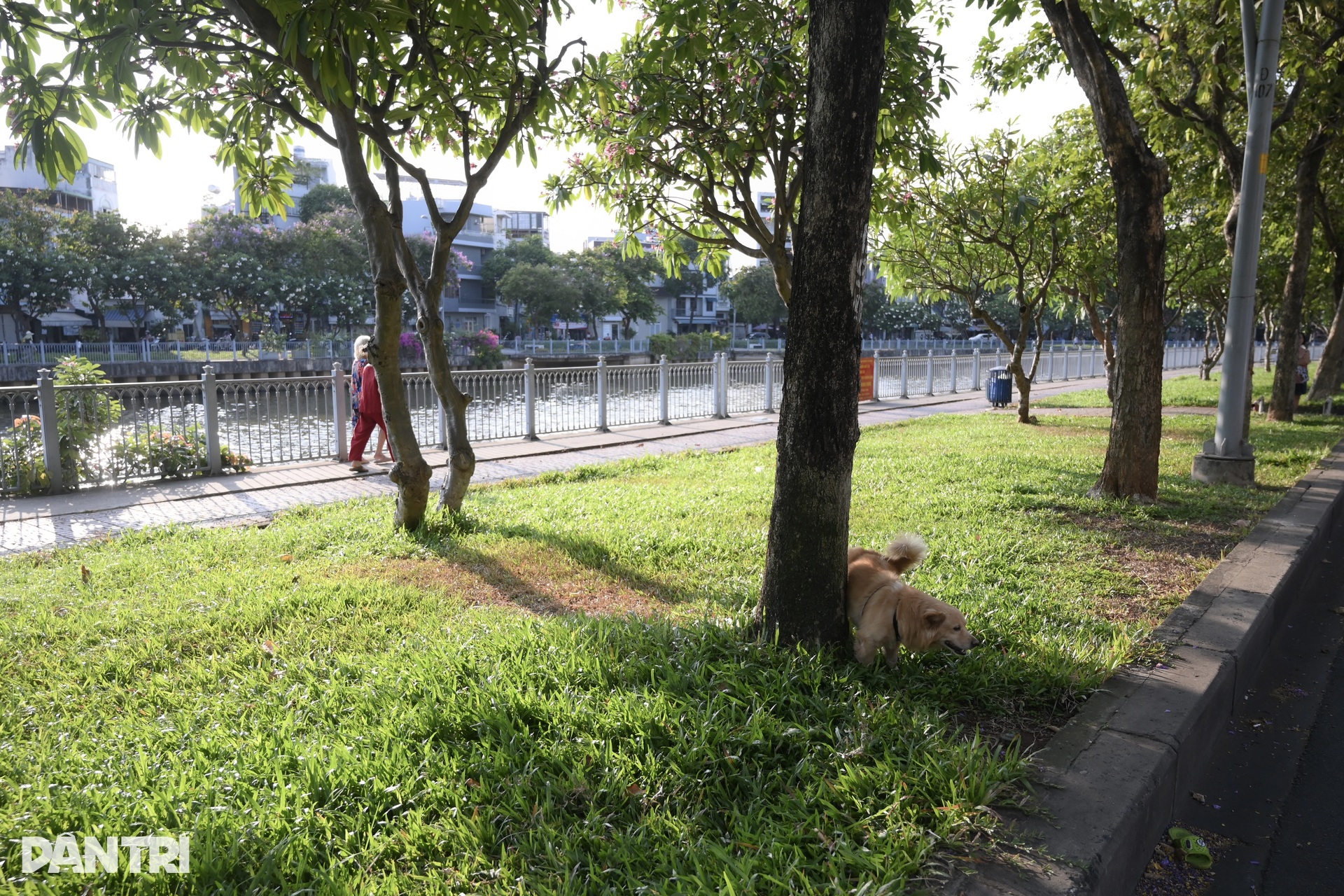 Unmuzzled, stray dogs persist in HCM City despite penalties - 8