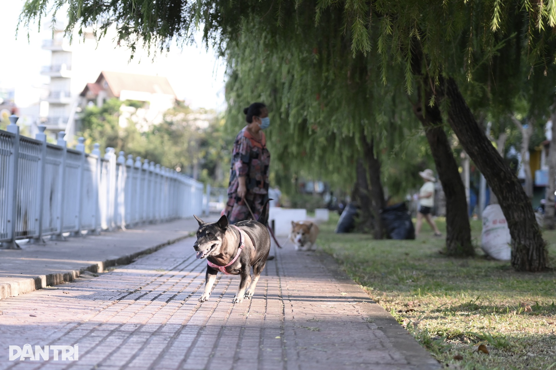 Unmuzzled, stray dogs persist in HCM City despite penalties - 13