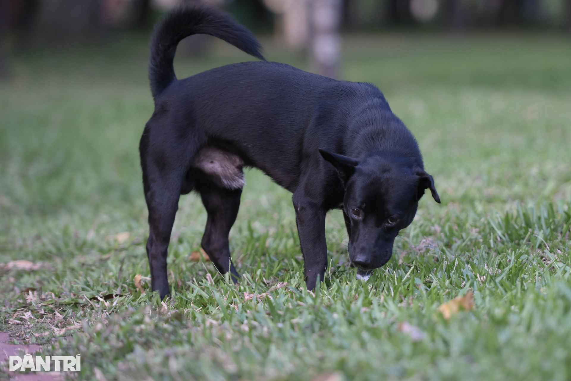Unmuzzled, stray dogs persist in HCM City despite penalties - 12