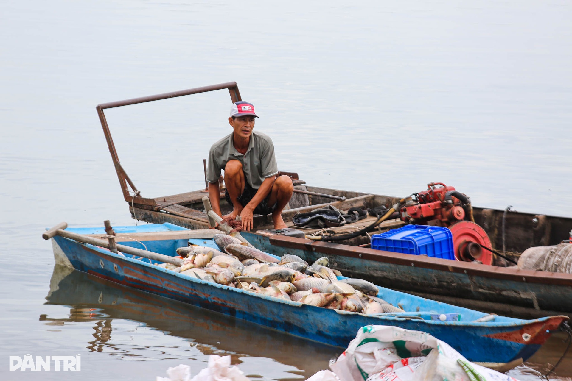 Hundreds of tonnes of farmed fish die in Tri An Lake - 2